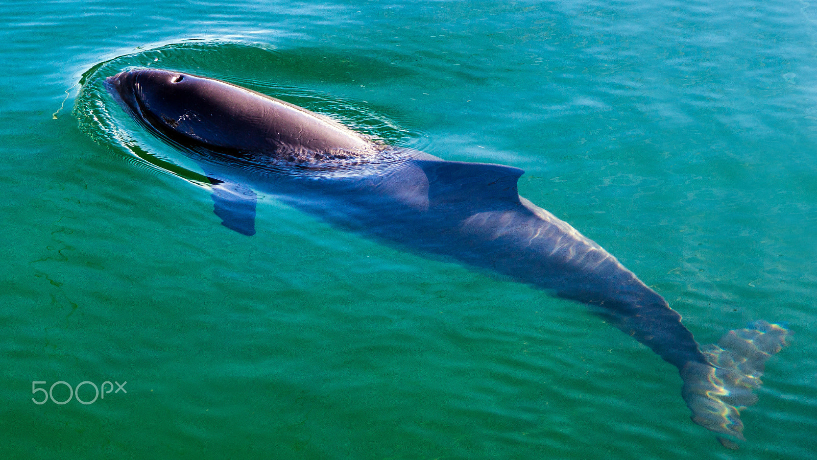 Sony DT 16-105mm F3.5-5.6 sample photo. Porpoise photography