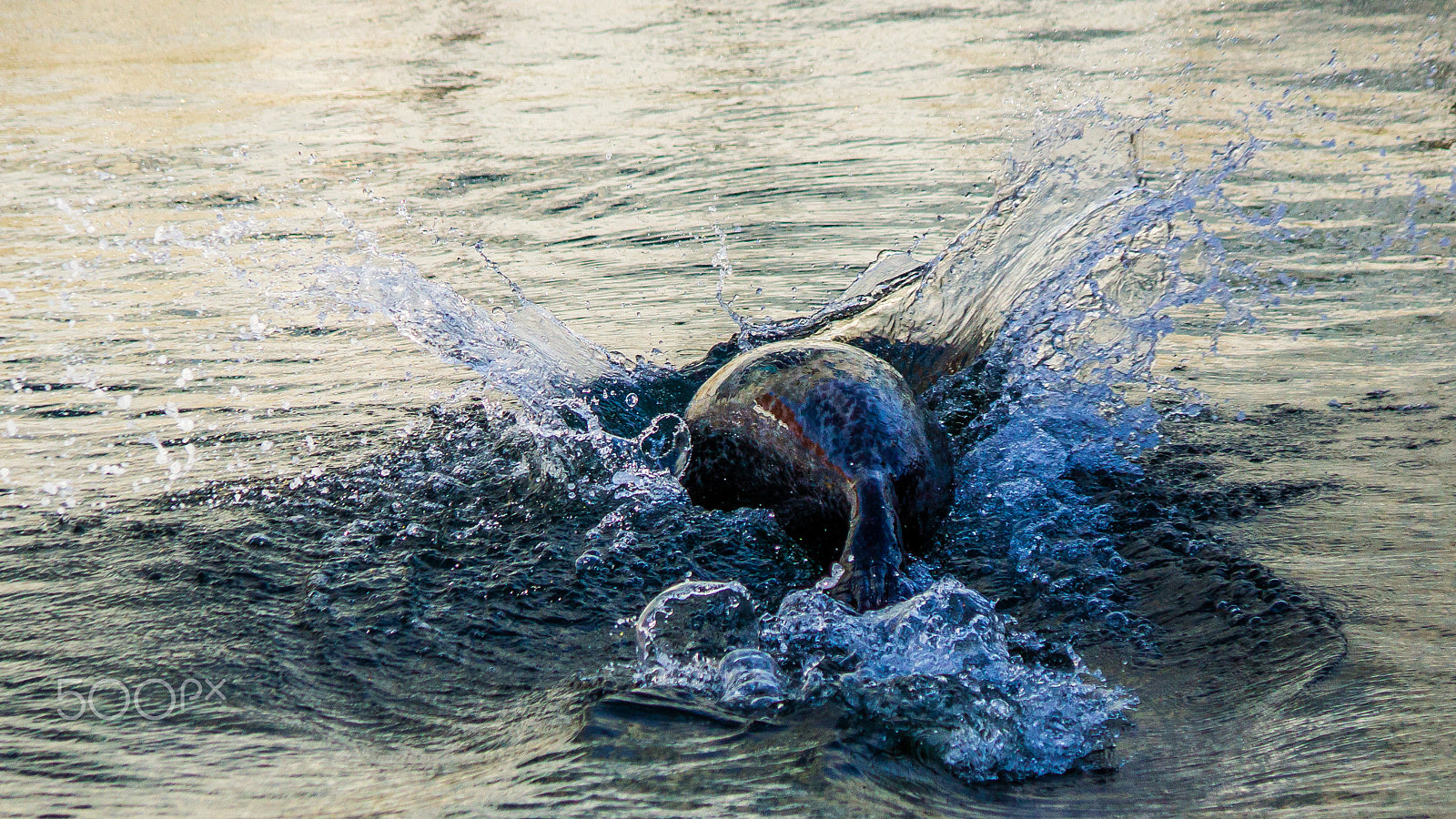 Sony DT 16-105mm F3.5-5.6 sample photo. Seal photography