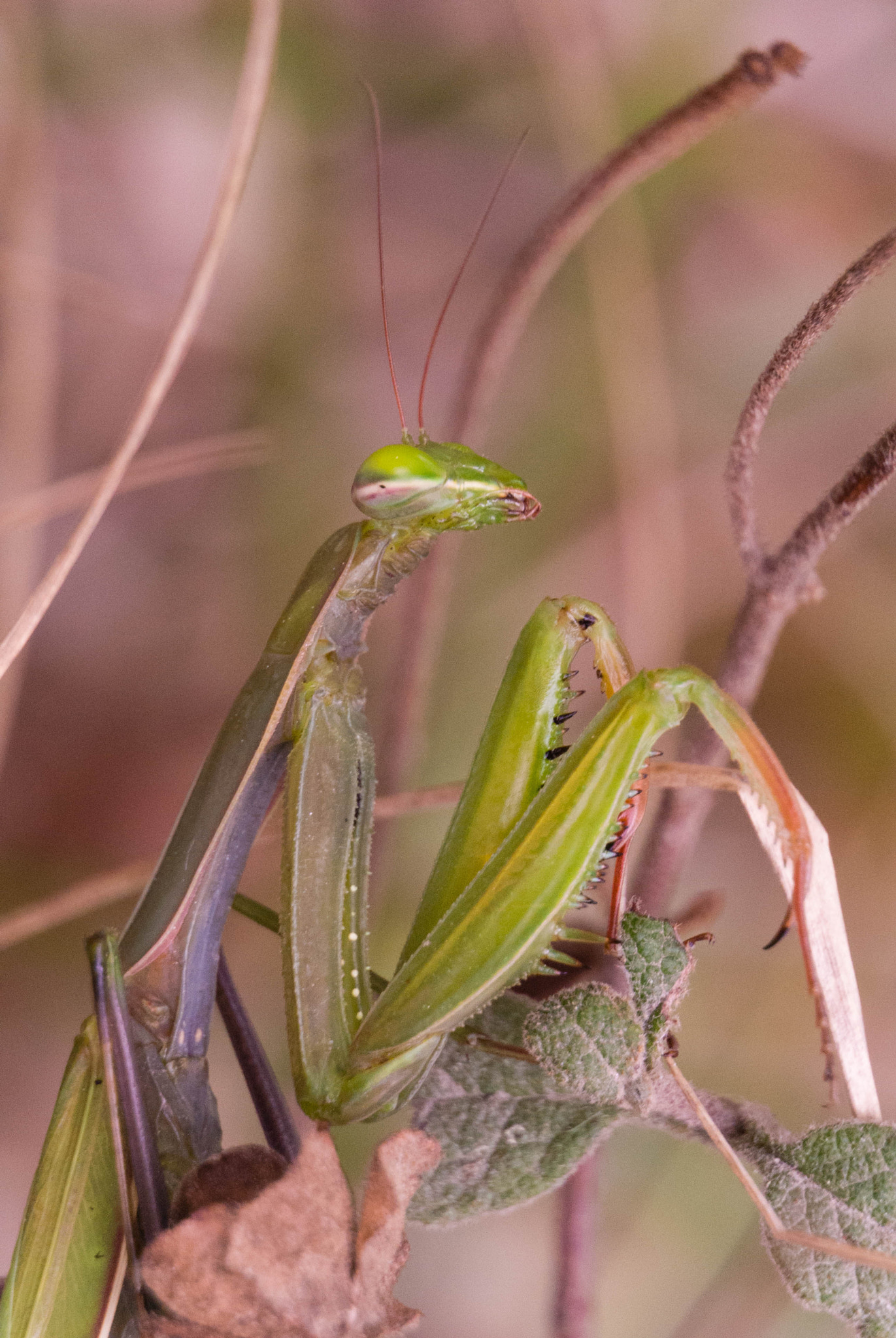 Nikon 1 Nikkor VR 30-110mm F3.8-5.6 sample photo. The mantis photography