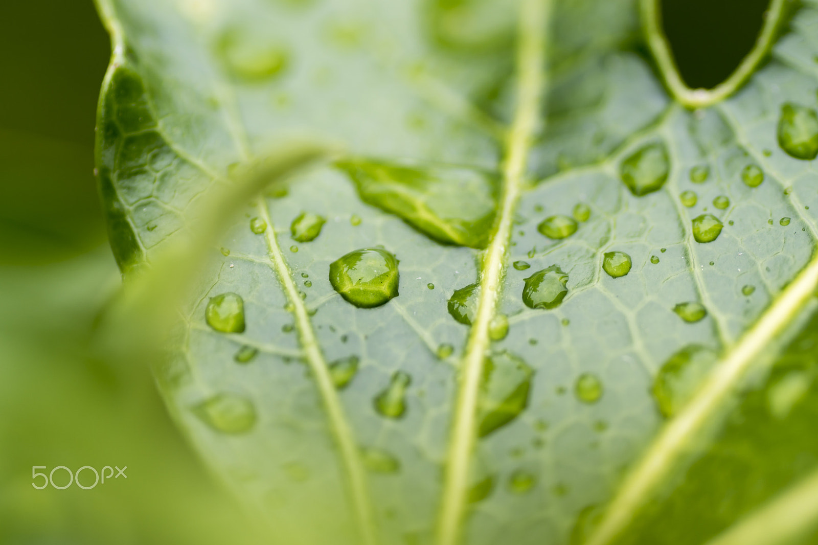 Sony ILCA-77M2 + Tamron SP AF 90mm F2.8 Di Macro sample photo. Thirsty? photography