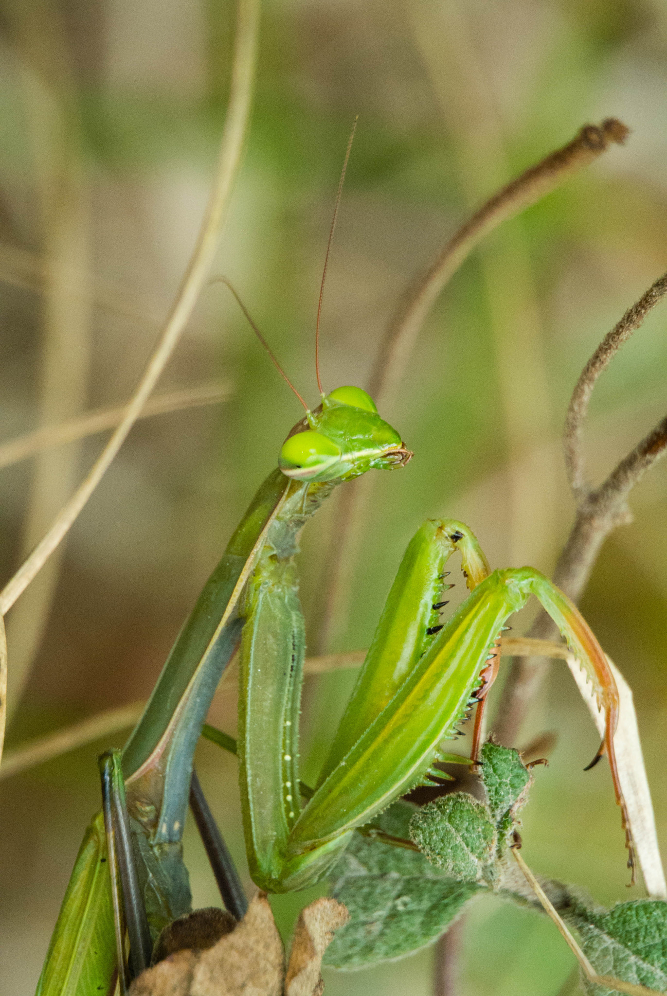 Nikon 1 Nikkor VR 30-110mm F3.8-5.6 sample photo. The mantis 2 photography