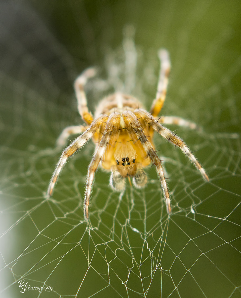 Sony SLT-A77 sample photo. Spider photography