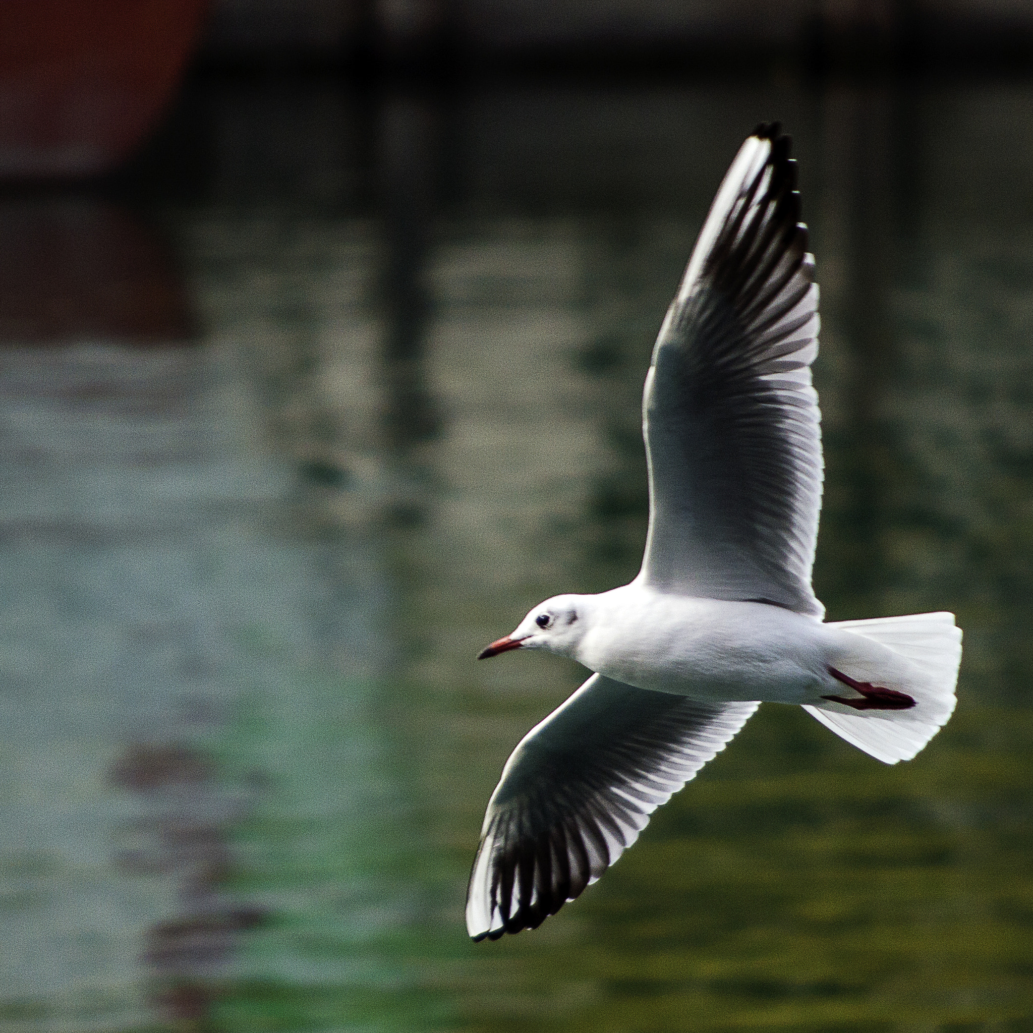 Nikon D3200 + AF Nikkor 70-210mm f/4-5.6 sample photo. Bird photography