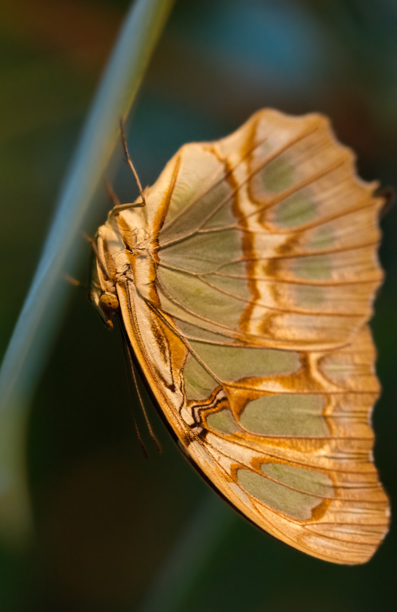 Sigma 105mm F2.8 EX DG OS HSM sample photo. Upside down photography