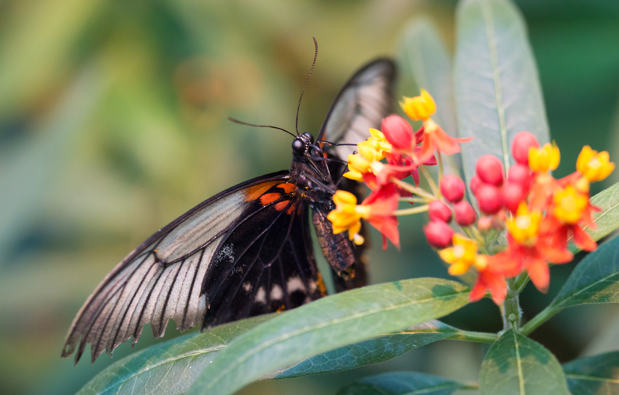 Sigma 105mm F2.8 EX DG OS HSM sample photo. Butterfly photography