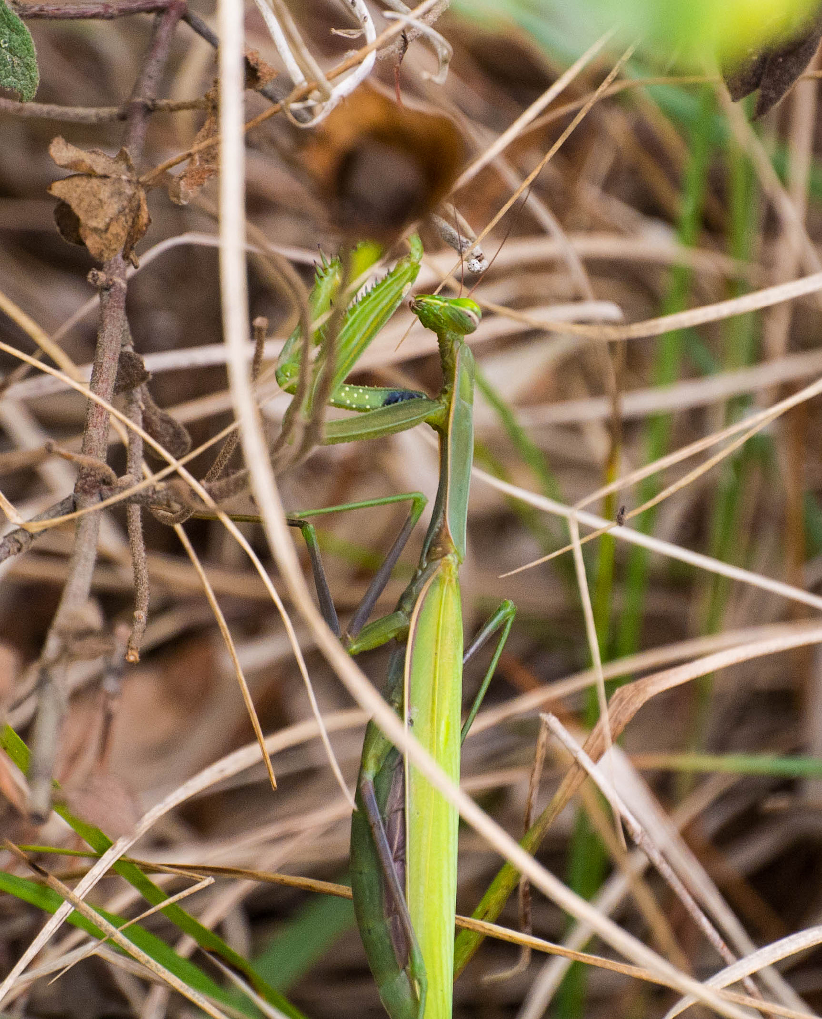 Nikon 1 Nikkor VR 30-110mm F3.8-5.6 sample photo. The mantis 3 photography