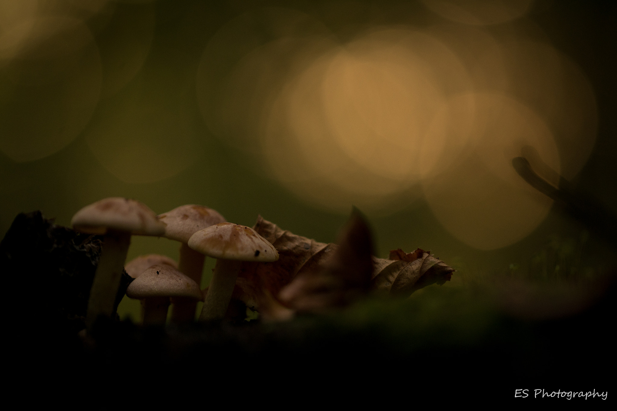Sigma 105mm F2.8 EX DG OS HSM sample photo. Mushroom family photography