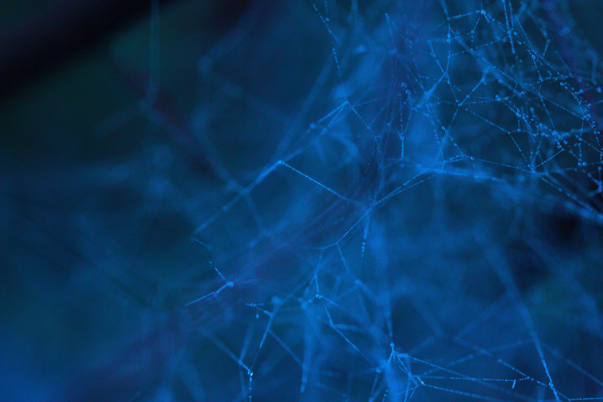 Canon EF 100mm F2.8 Macro USM sample photo. Spider web (blue) photography