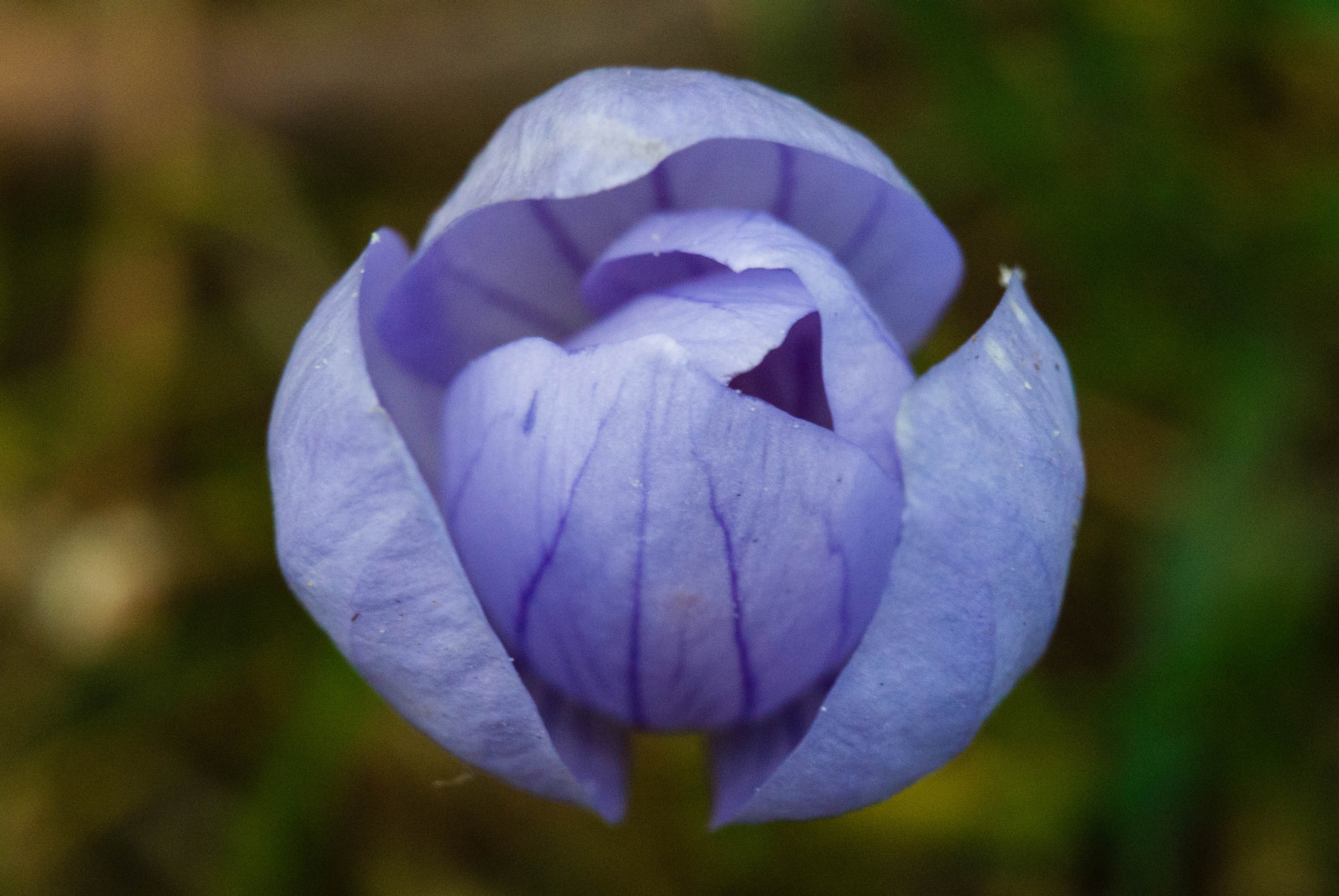 Nikon 1 Nikkor VR 30-110mm F3.8-5.6 sample photo. Flower photography