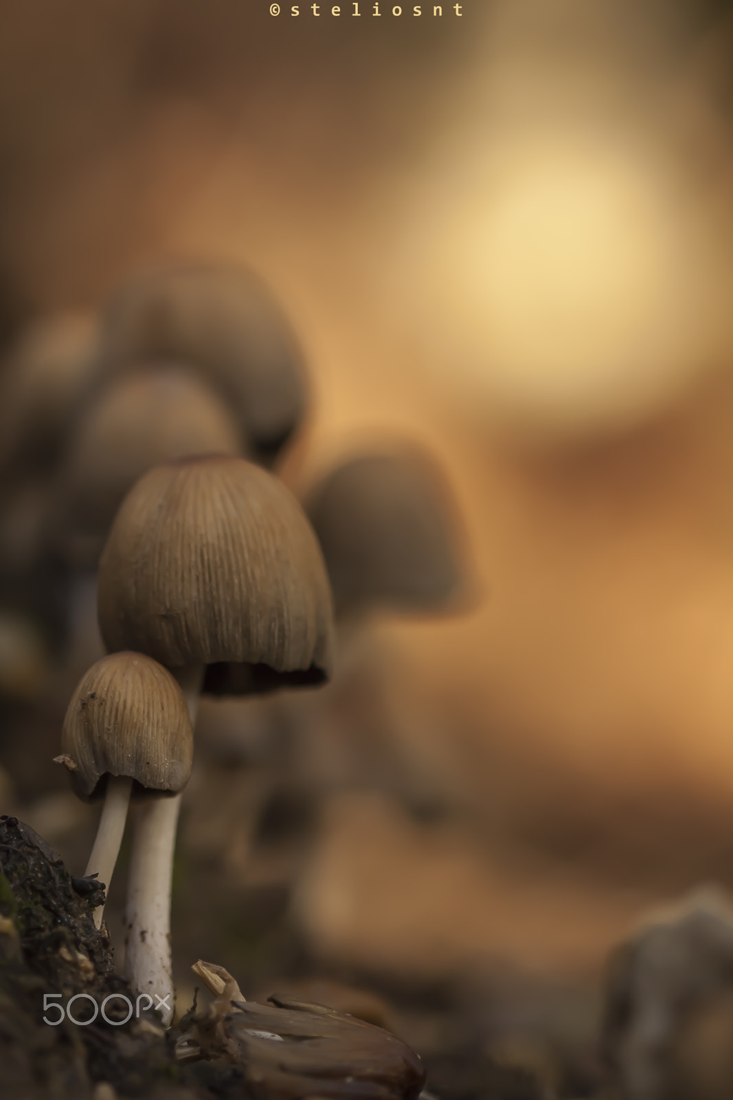 Canon EF 100mm F2.8 Macro USM sample photo. Mashroom photography