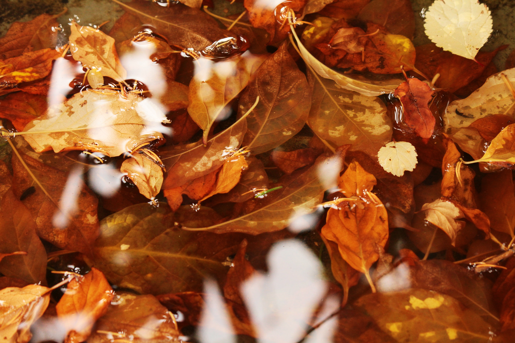 Canon EF-S 55-250mm F4-5.6 IS II sample photo. Leaf art photography
