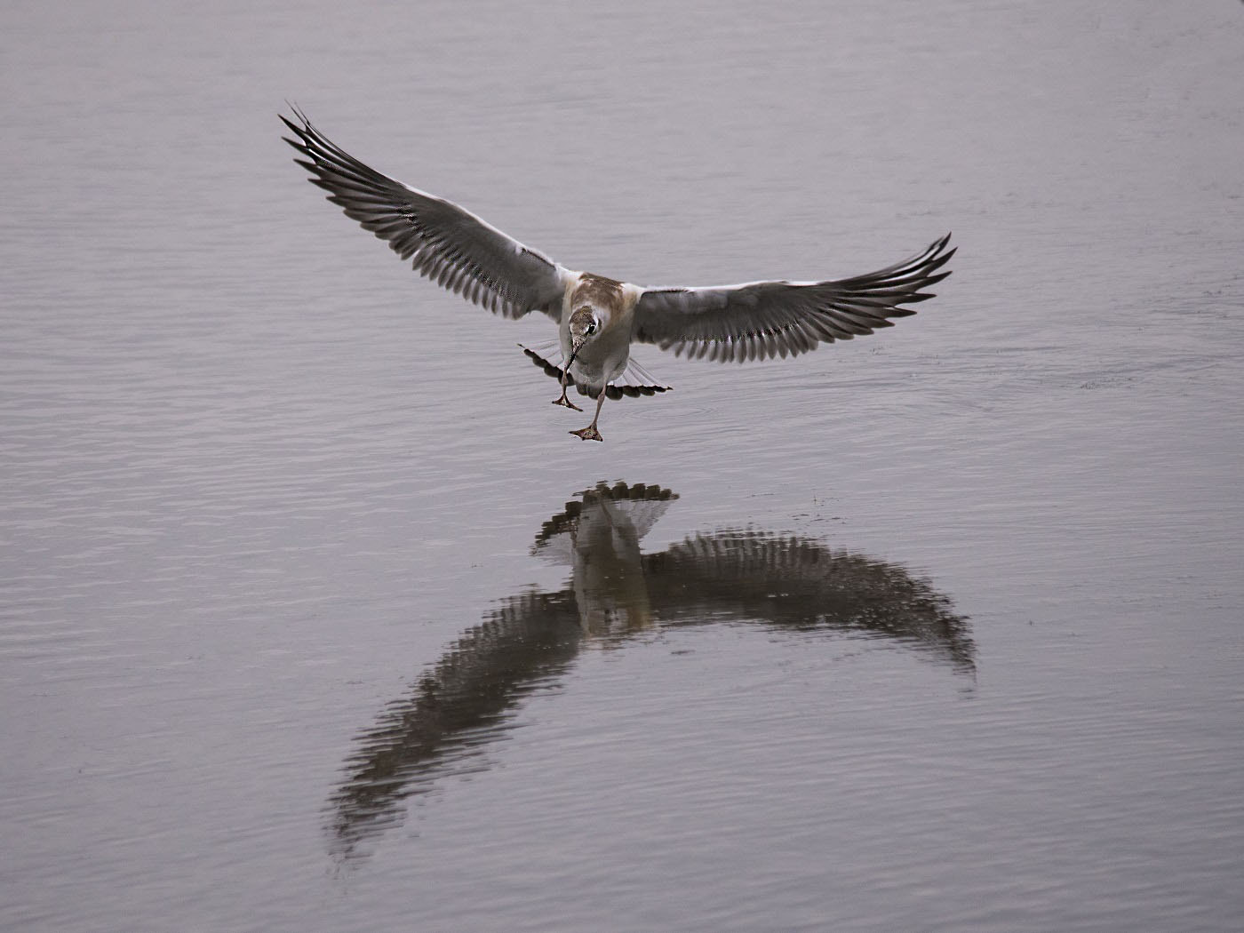 Sigma 150-500mm F5-6.3 DG OS HSM sample photo. Juvenile black headed gull photography