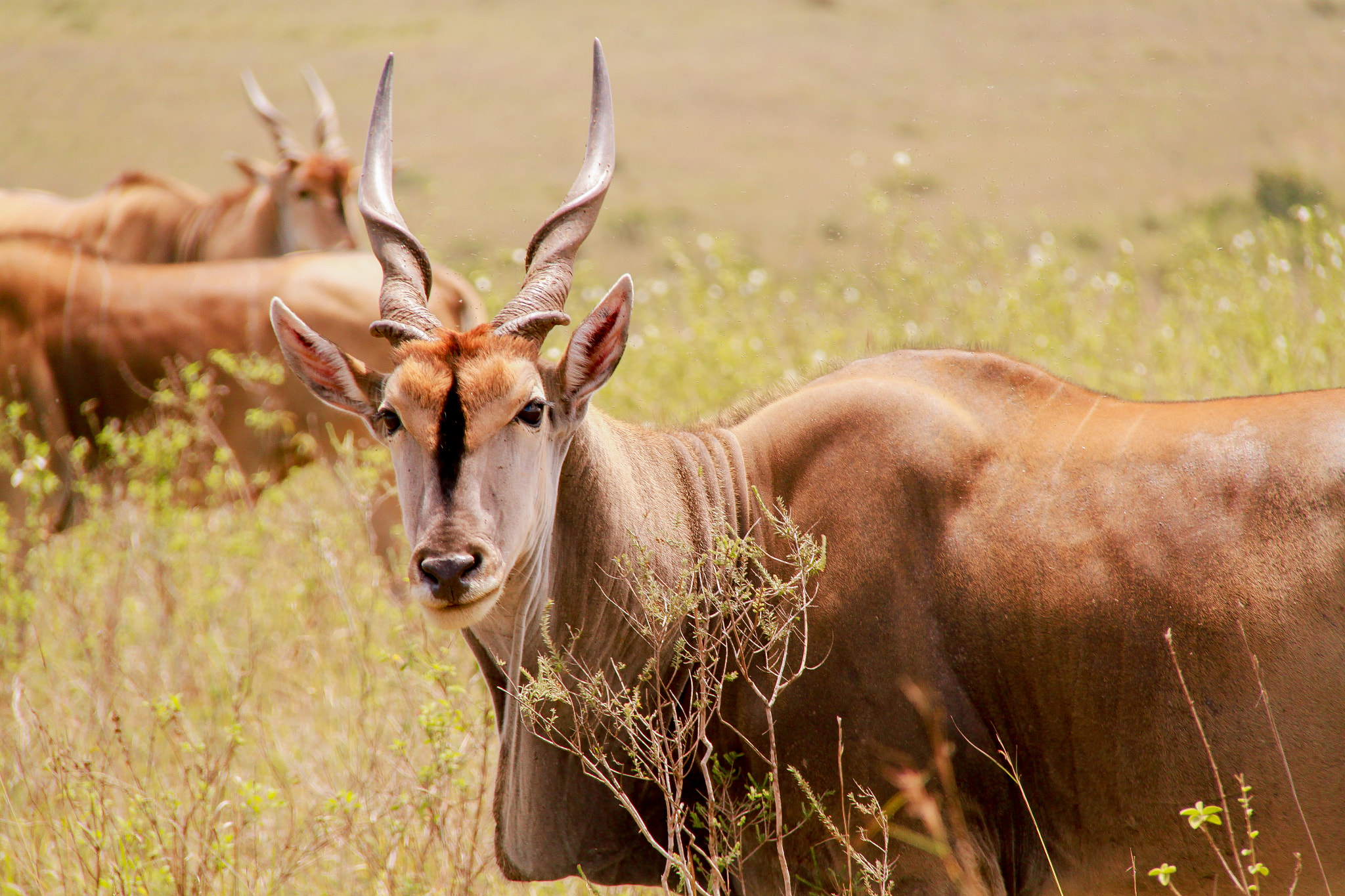 Canon EOS 500D (EOS Rebel T1i / EOS Kiss X3) sample photo. Kenya wildlife  photography