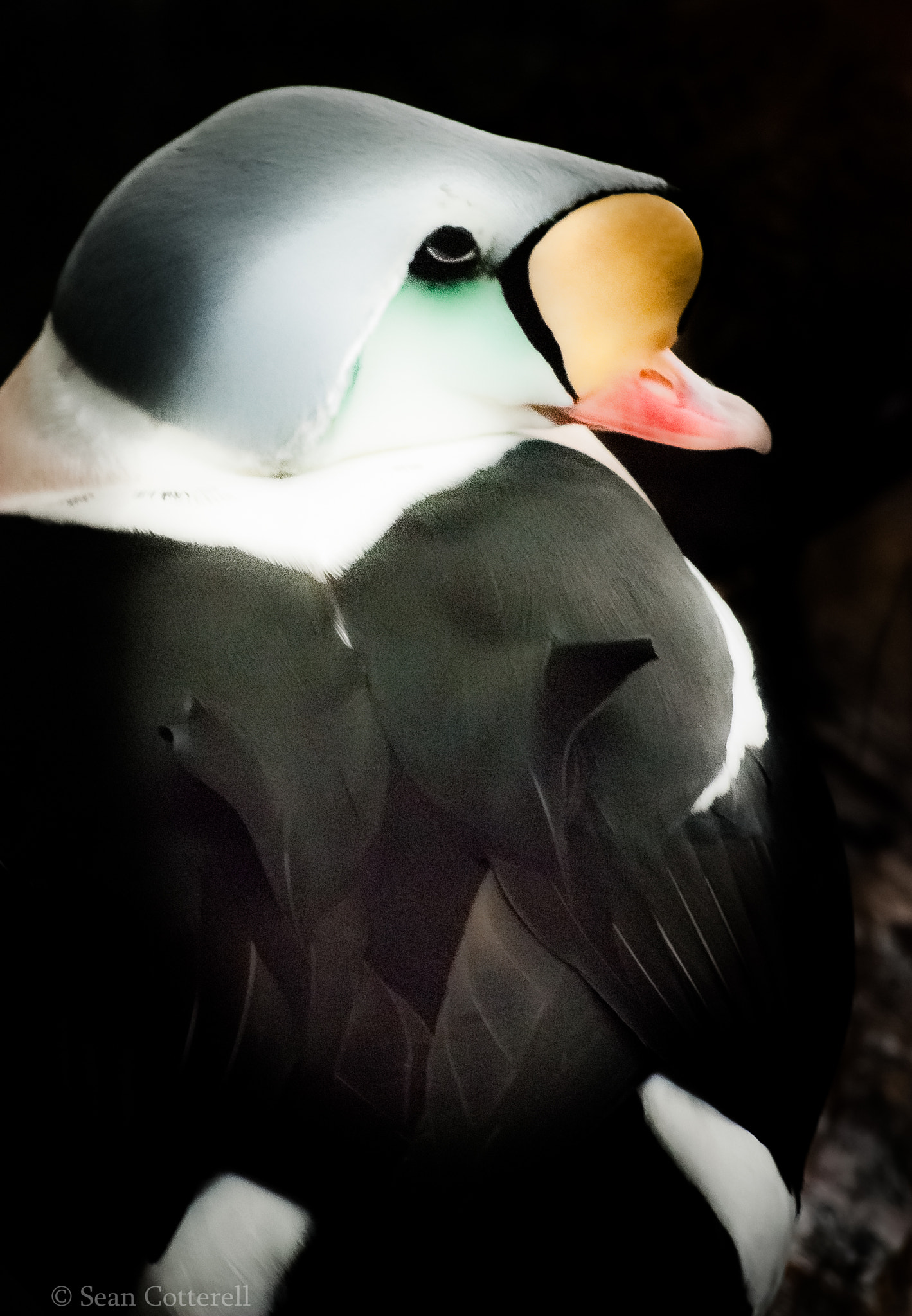 Nikon D80 sample photo. King eider portrait photography
