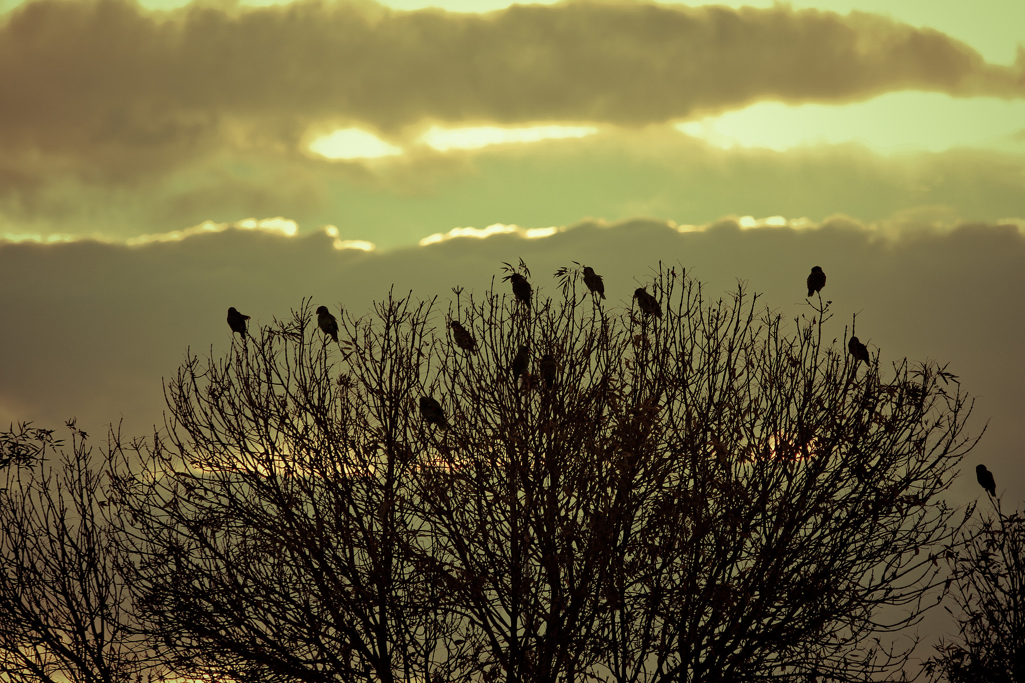 Canon EF 70-300mm F4-5.6 IS USM sample photo. Budgies photography
