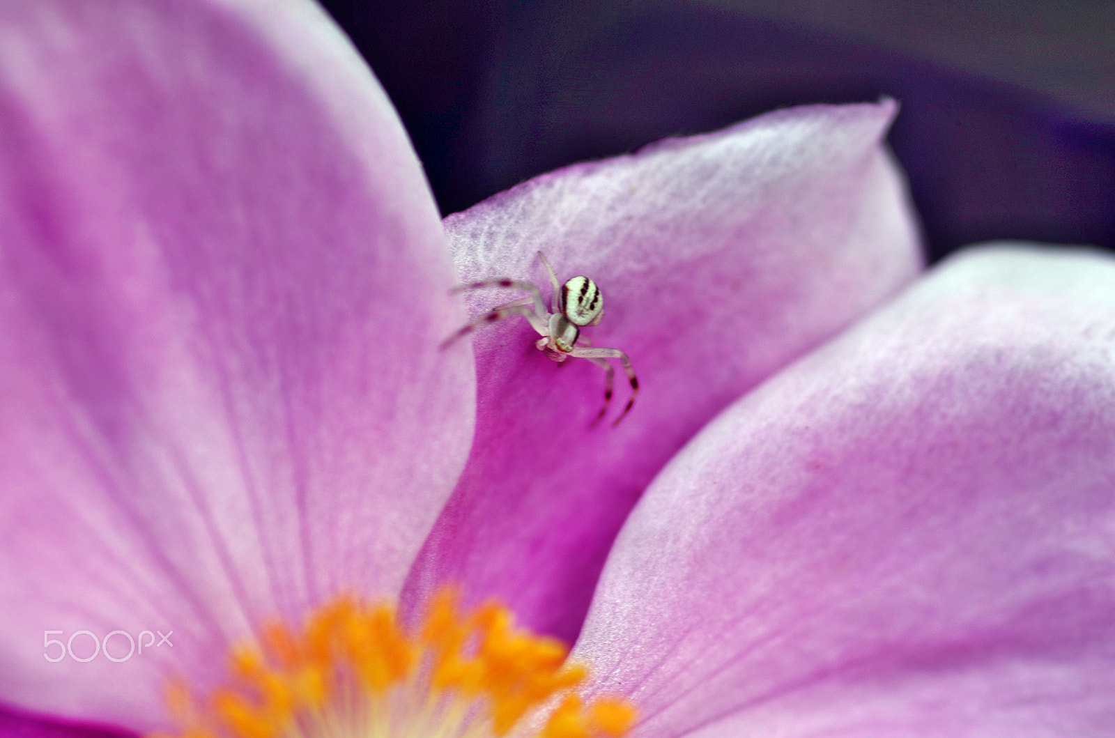 Pentax smc D-FA 100mm F2.8 macro sample photo. Thomisus spider a bug killer waiting into a flower photography