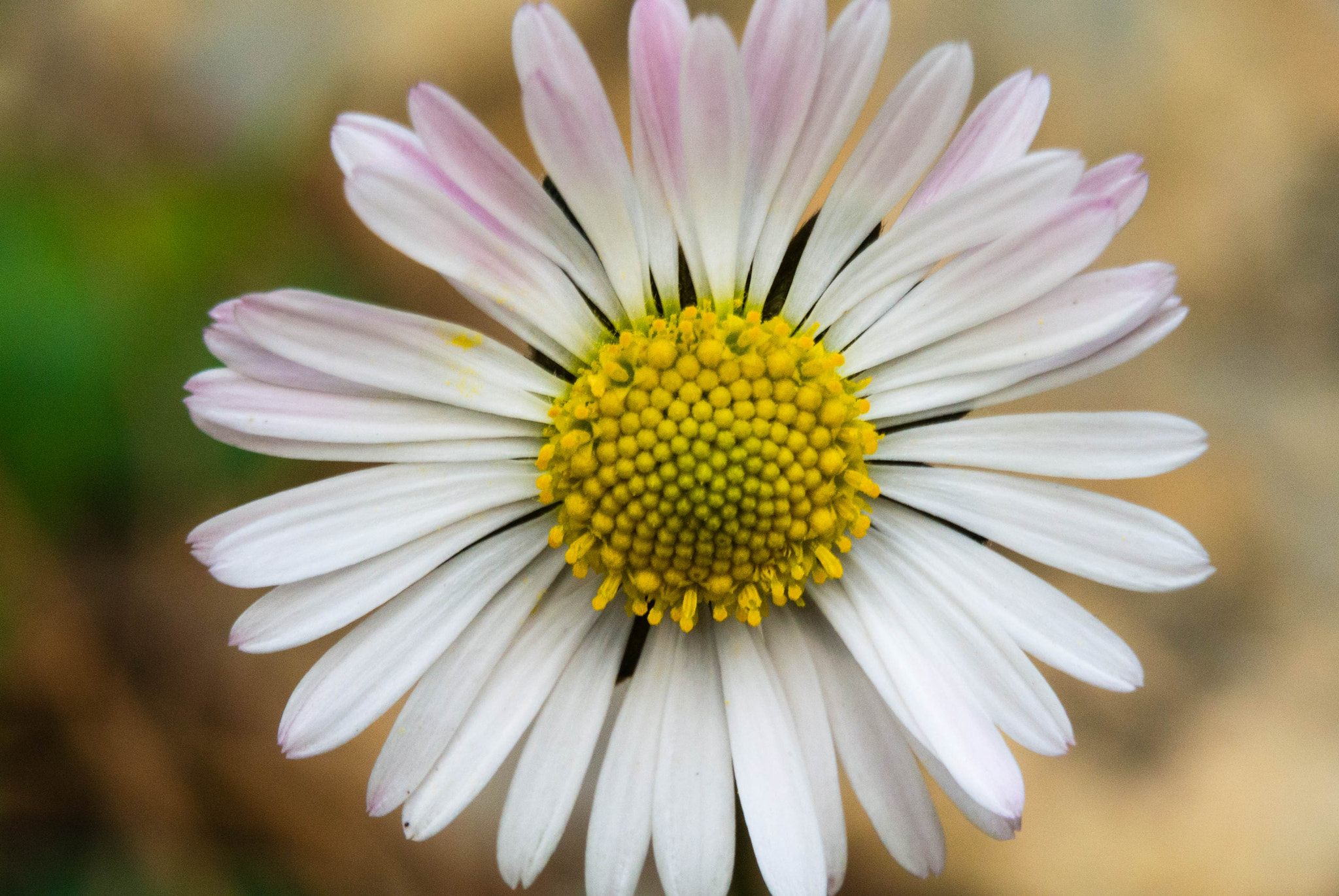 Nikon 1 Nikkor VR 30-110mm F3.8-5.6 sample photo. The daisy photography