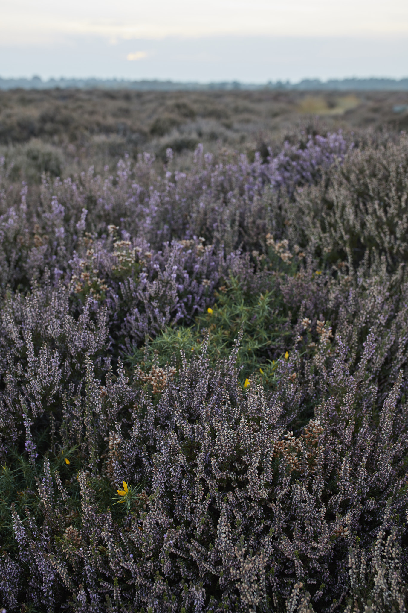 Sigma 35mm F1.4 DG HSM Art sample photo. Autumn landscapes photography