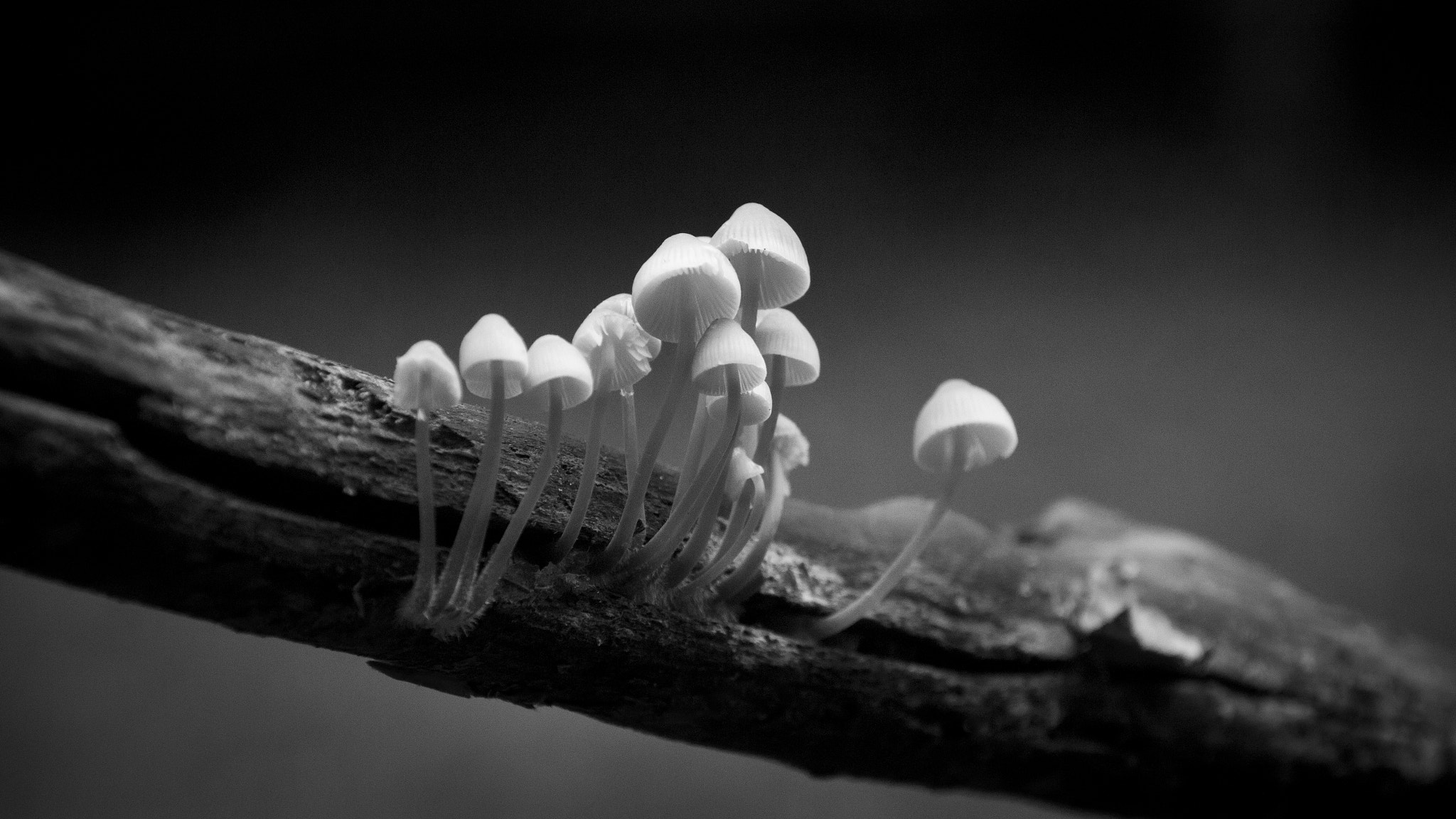 Sigma 18-125mm f/3.5-5.6 DC IF ASP sample photo. Fungus photography