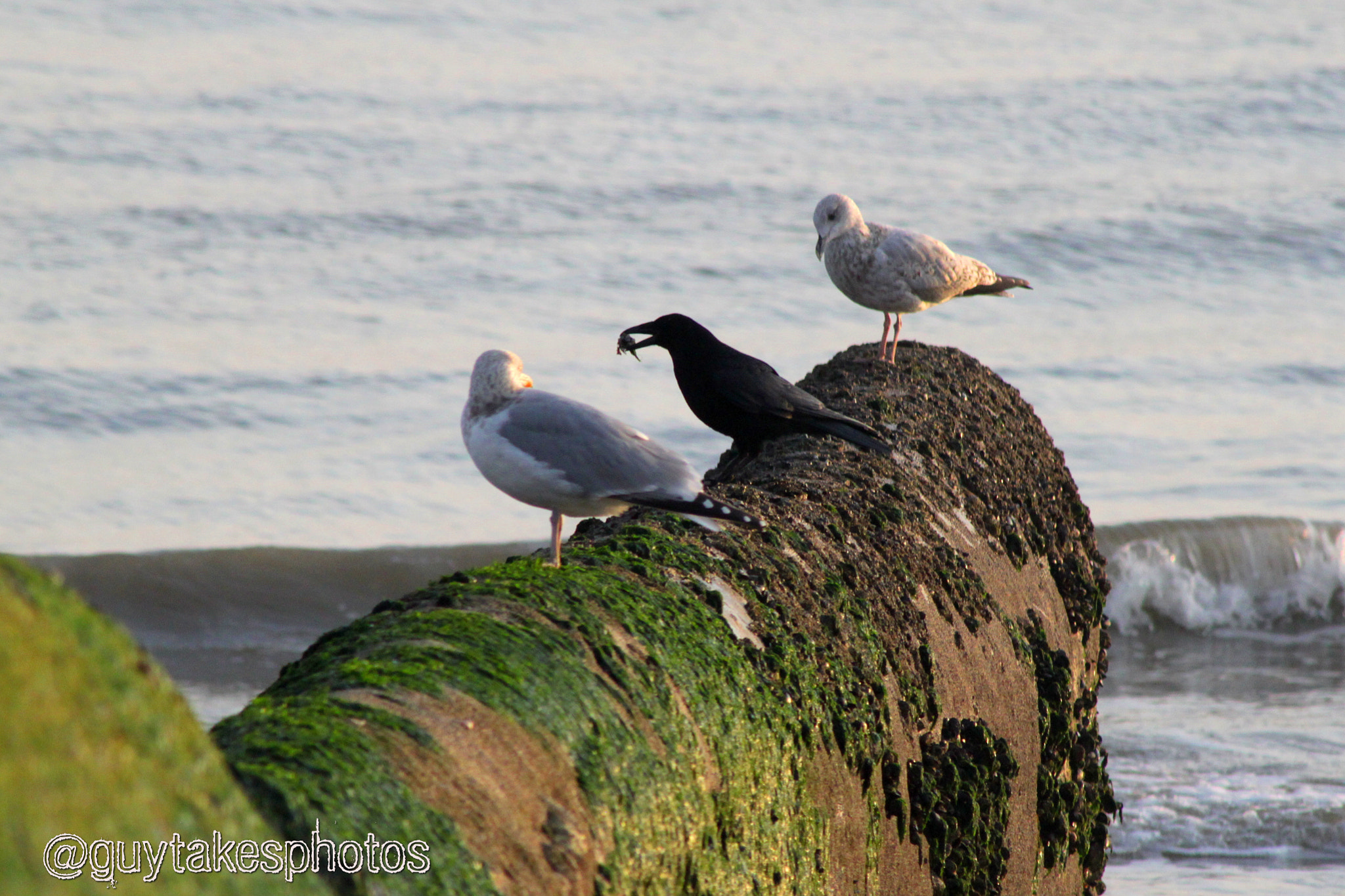 Canon EOS 500D (EOS Rebel T1i / EOS Kiss X3) + Canon EF 100-300mm F4.5-5.6 USM sample photo. Two seagulls and a crow photography