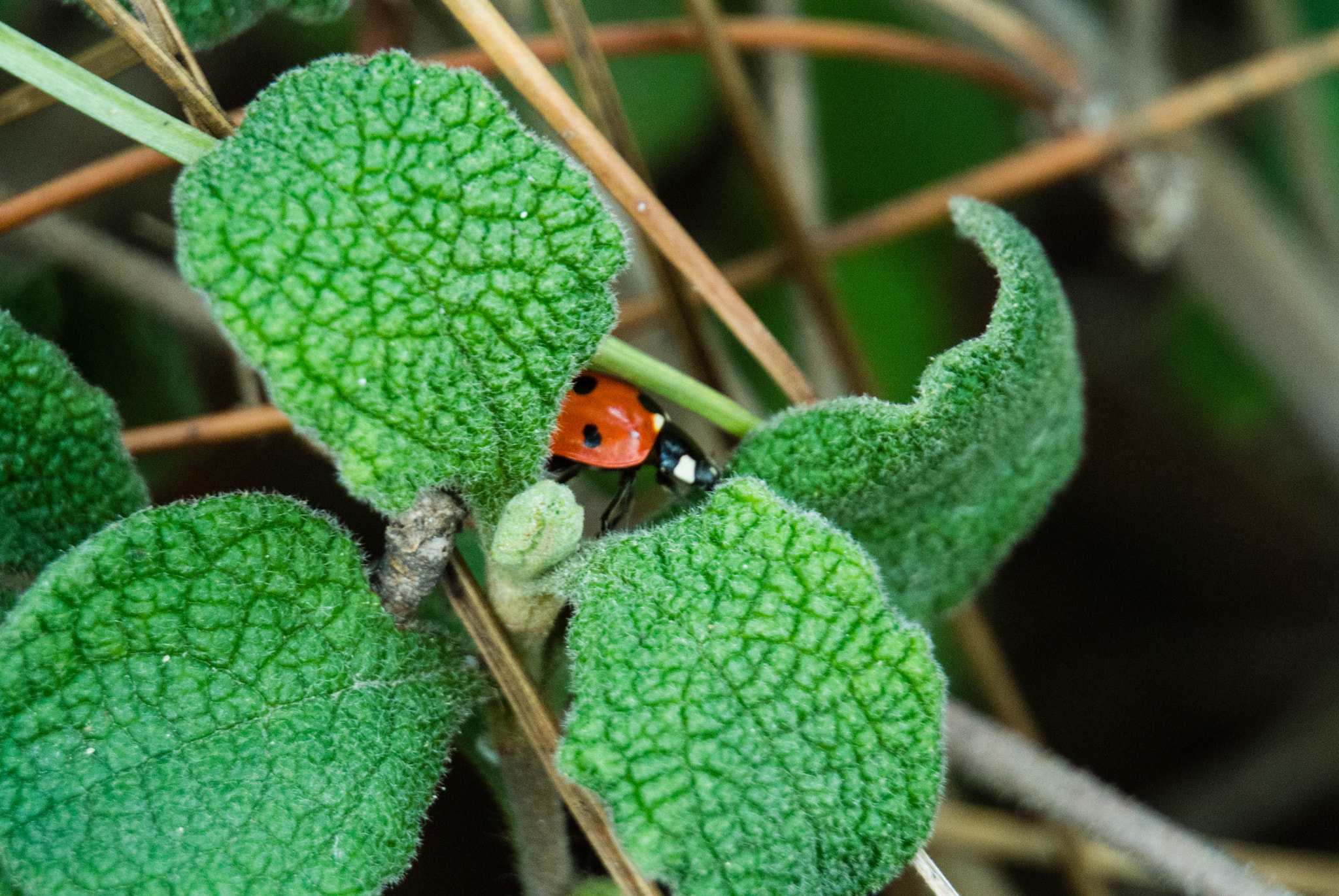 Nikon 1 Nikkor VR 30-110mm F3.8-5.6 sample photo. A shy lady bug photography
