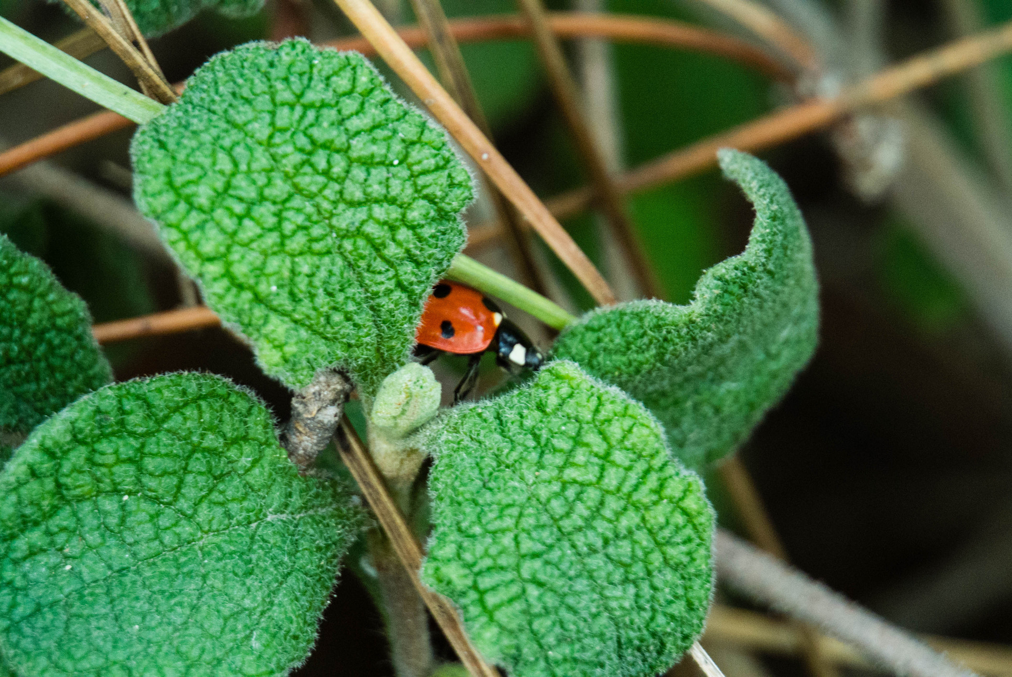 Nikon 1 V1 sample photo. A shy lady bug photography