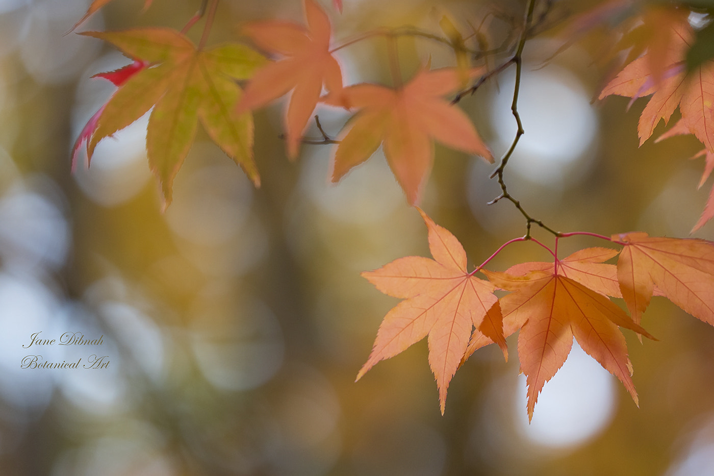 Canon EF 180mm F3.5L Macro USM sample photo. Autumn glory photography