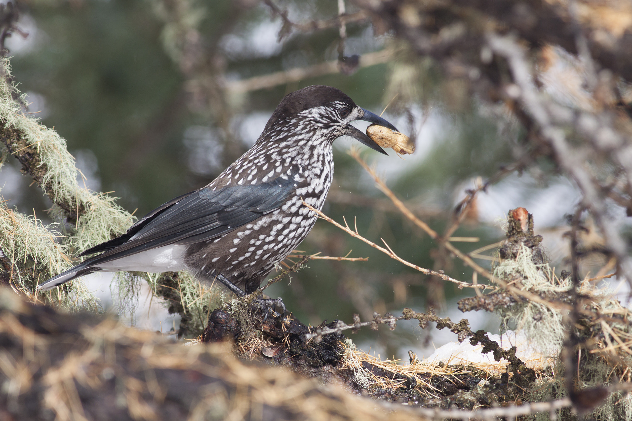 Canon EOS 50D sample photo. Bird eating peanut photography