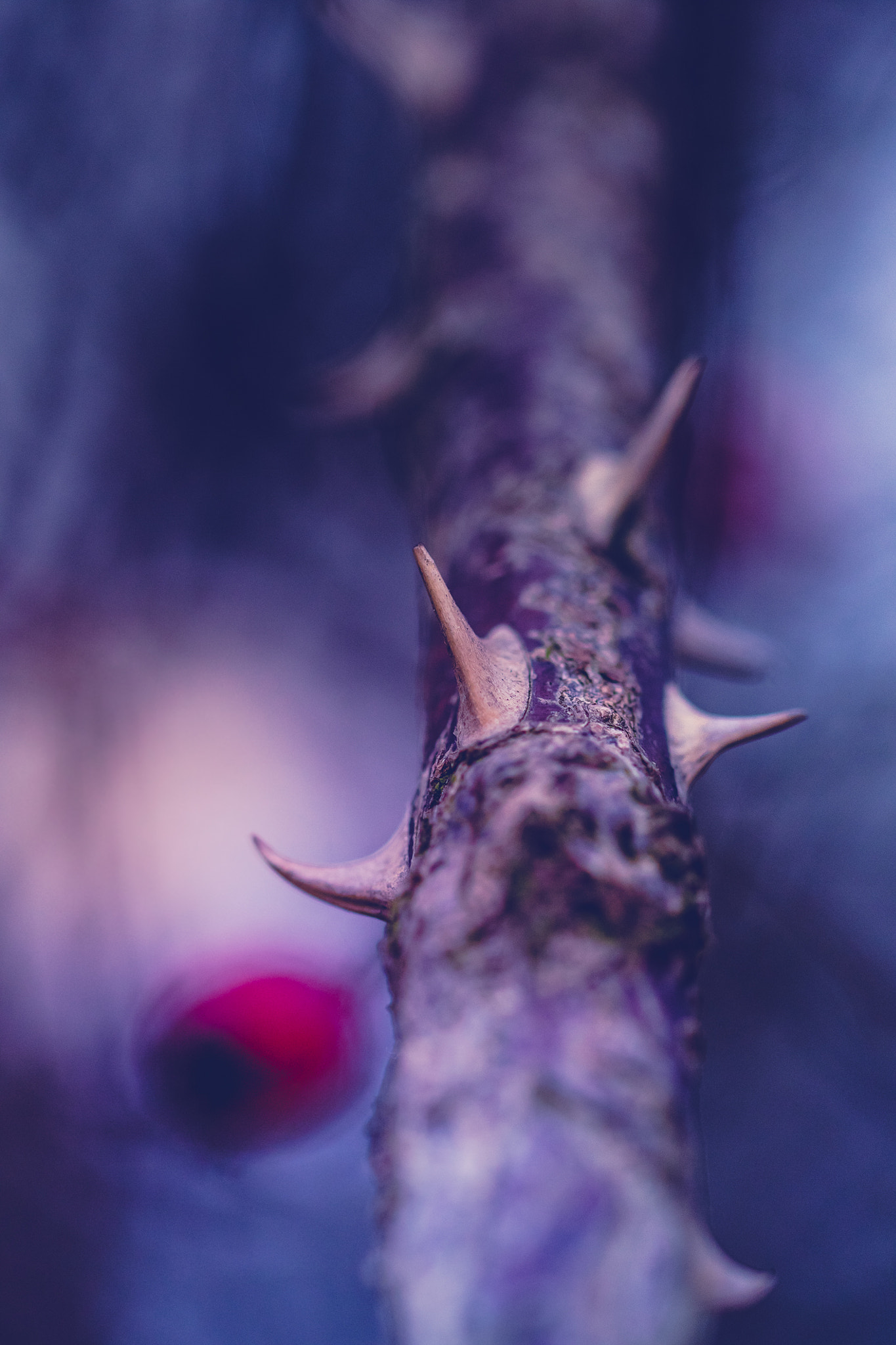 Sigma 105mm F2.8 EX DG OS HSM sample photo. Thorn photography