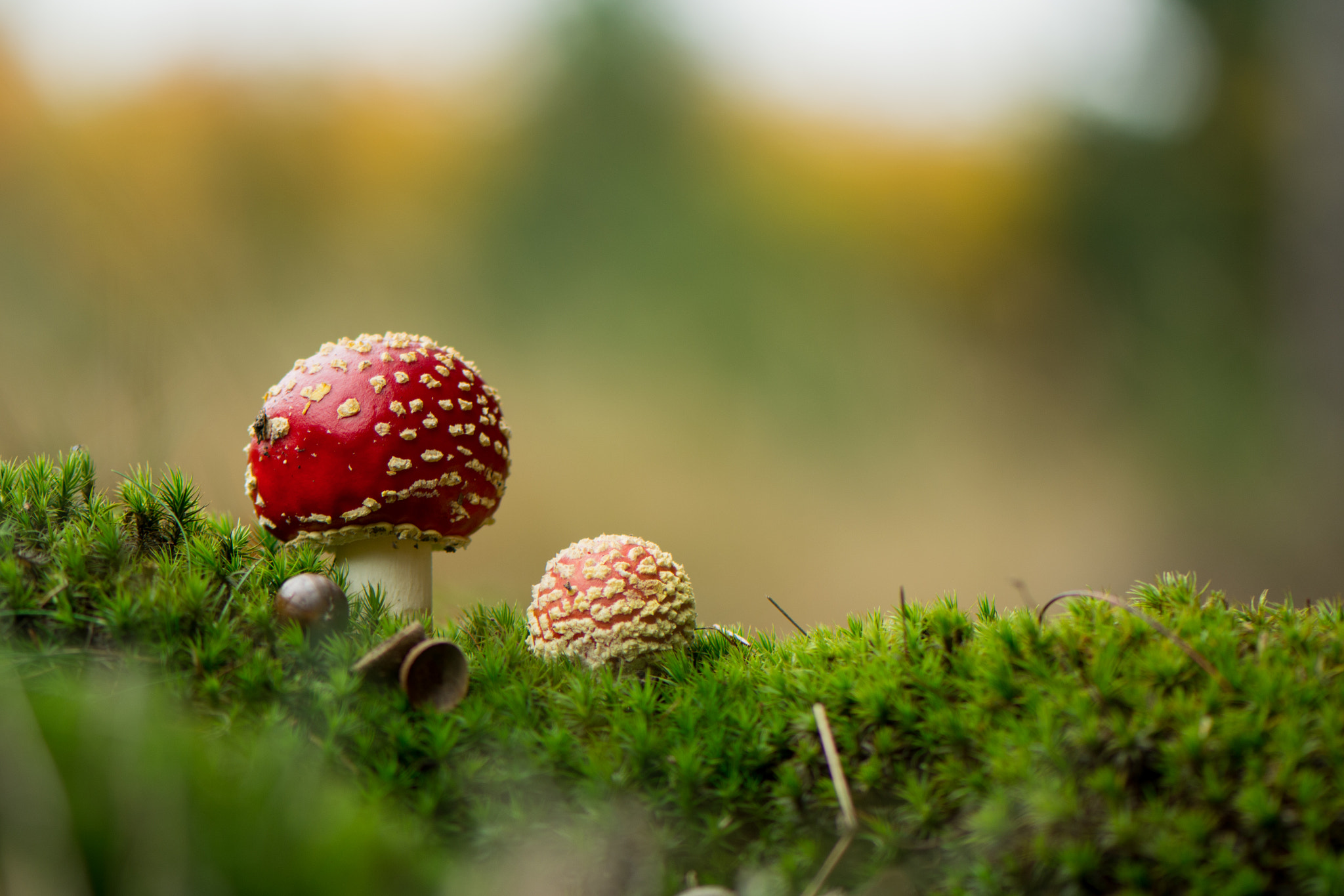 Nikon AF-S Micro-Nikkor 105mm F2.8G IF-ED VR sample photo. Amanita photography
