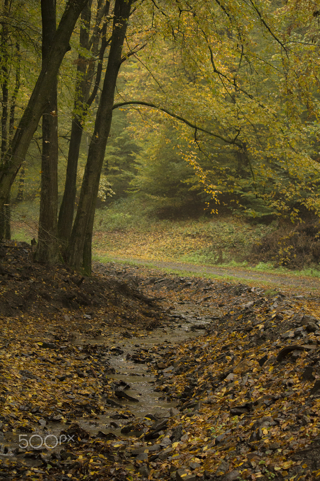 Canon EF-S 55-250mm F4-5.6 IS sample photo. Forest river in autumn photography