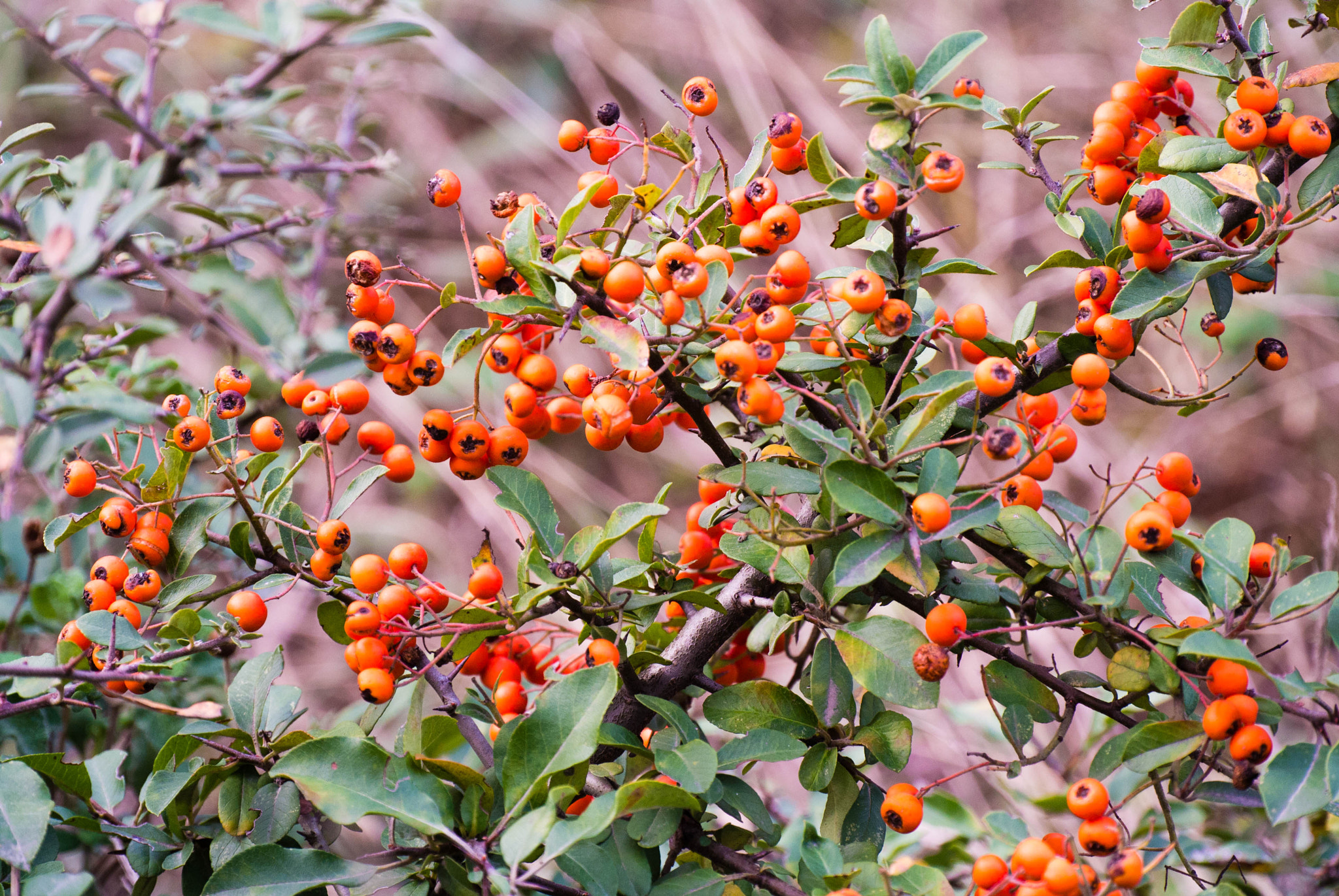 Nikon 1 Nikkor VR 30-110mm F3.8-5.6 sample photo. Little fruits photography