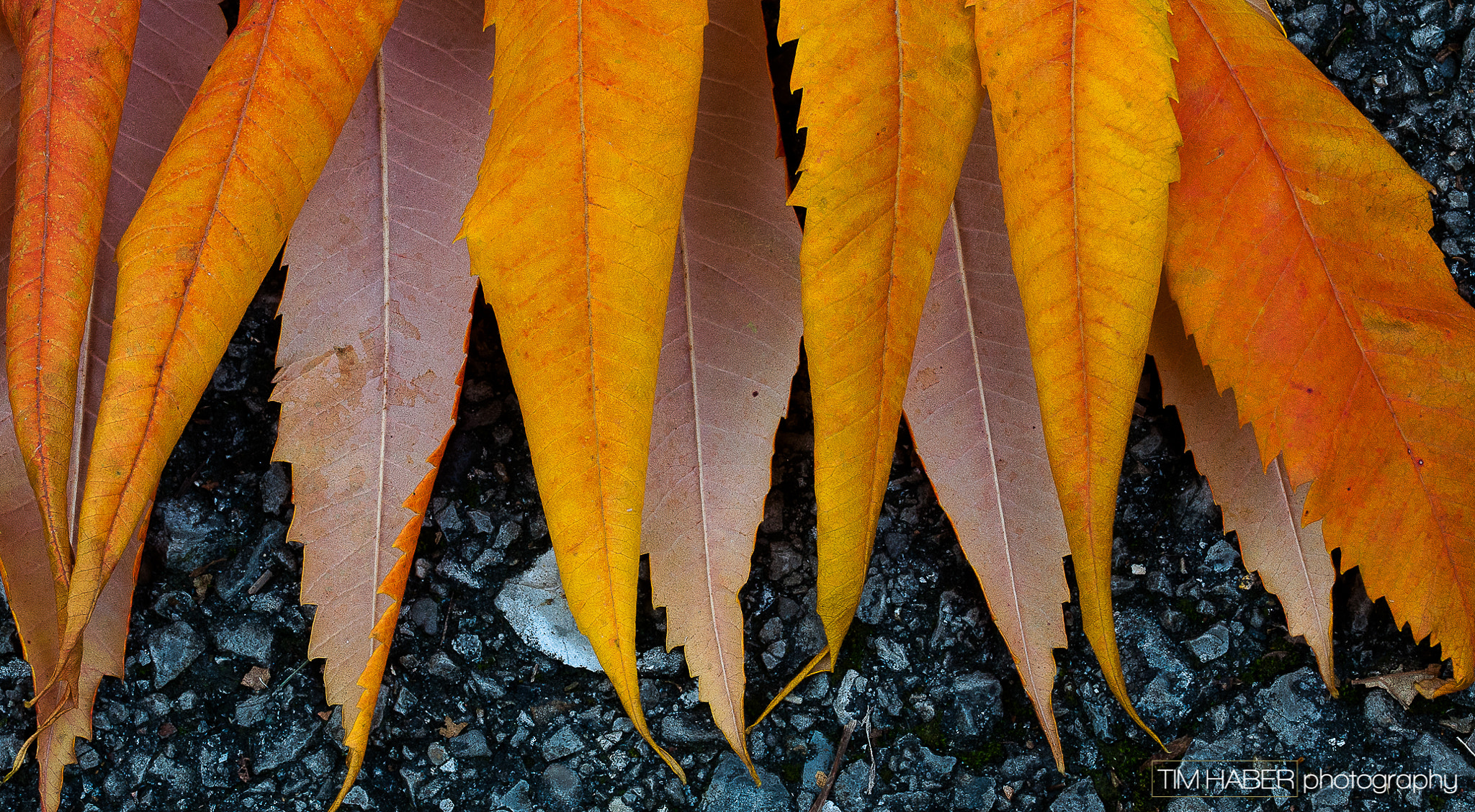 Sigma 105mm F2.8 EX DG OS HSM sample photo. Fall leaves photography