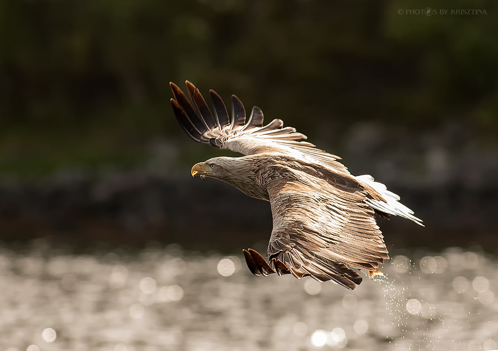 Canon EOS 70D + Canon EF 300mm f/2.8L sample photo. Silverland photography