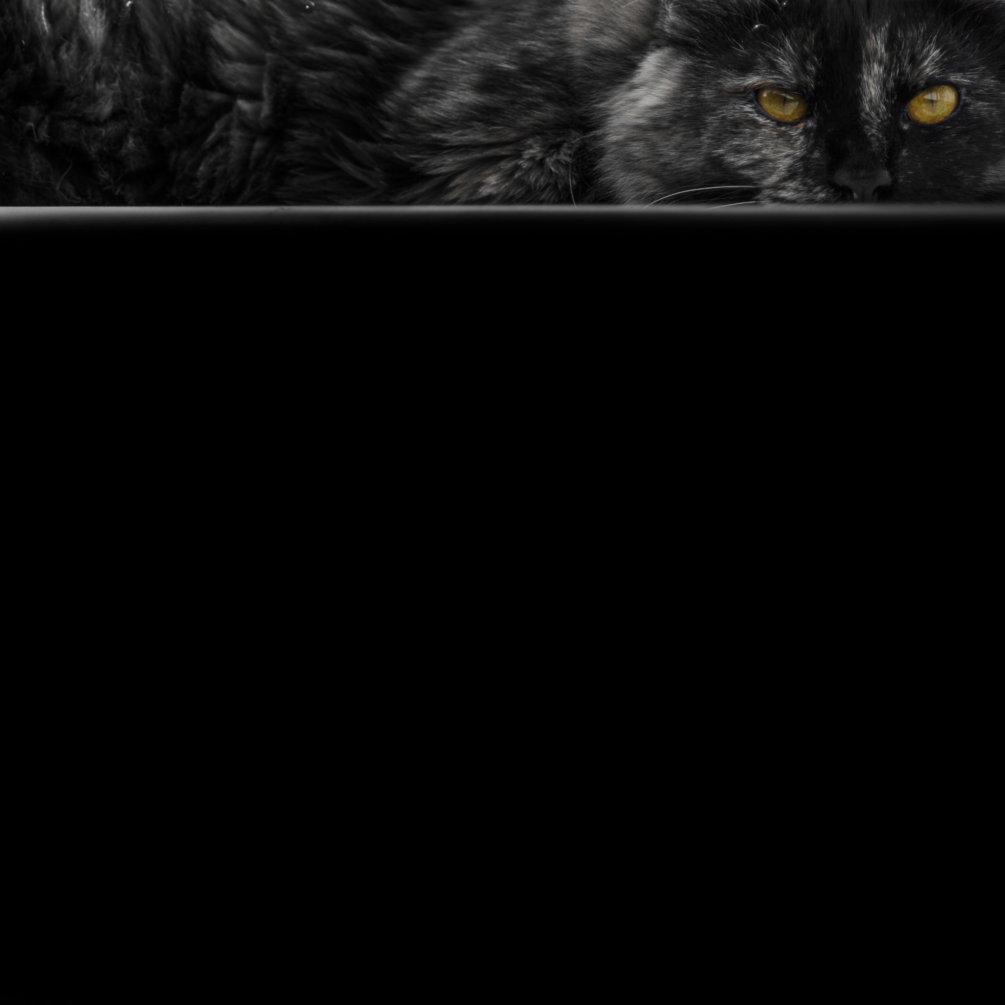 Canon EF 200mm f/2.8L II + 2x sample photo. Cat photography
