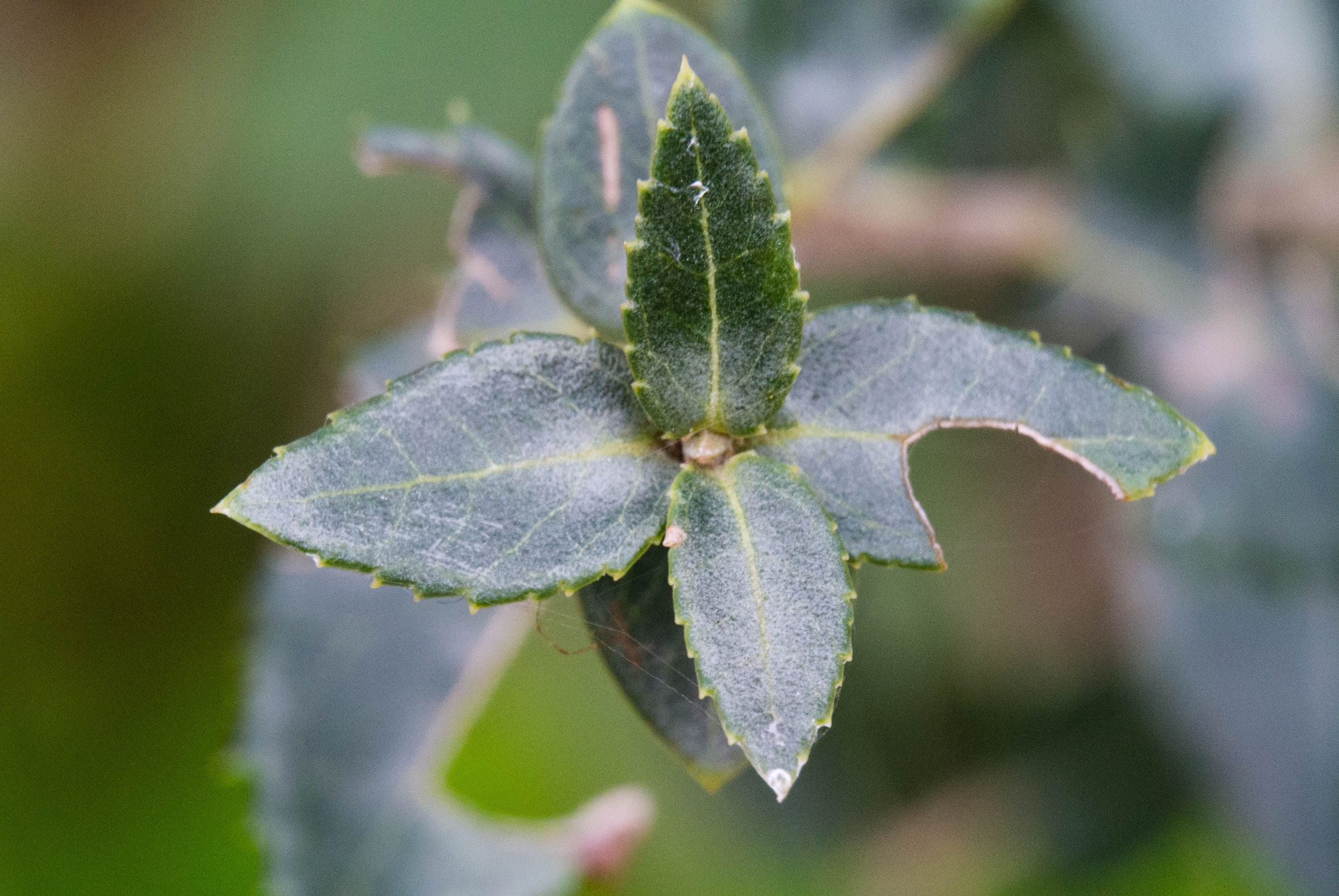 Nikon 1 Nikkor VR 30-110mm F3.8-5.6 sample photo. Four leaf plant photography
