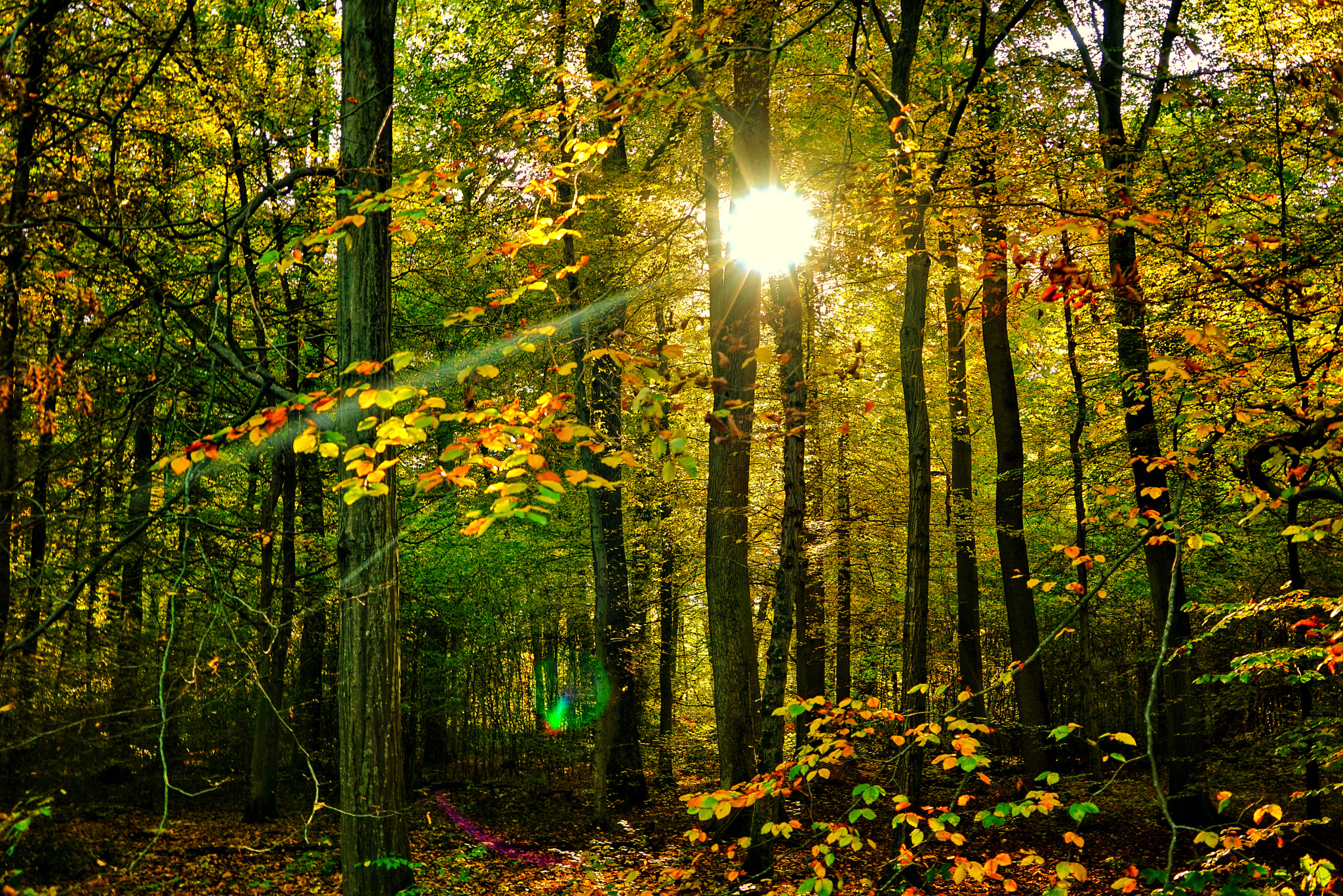 Sony a7R + Sony Vario Tessar T* FE 24-70mm F4 ZA OSS sample photo. Herbstwanderung photography
