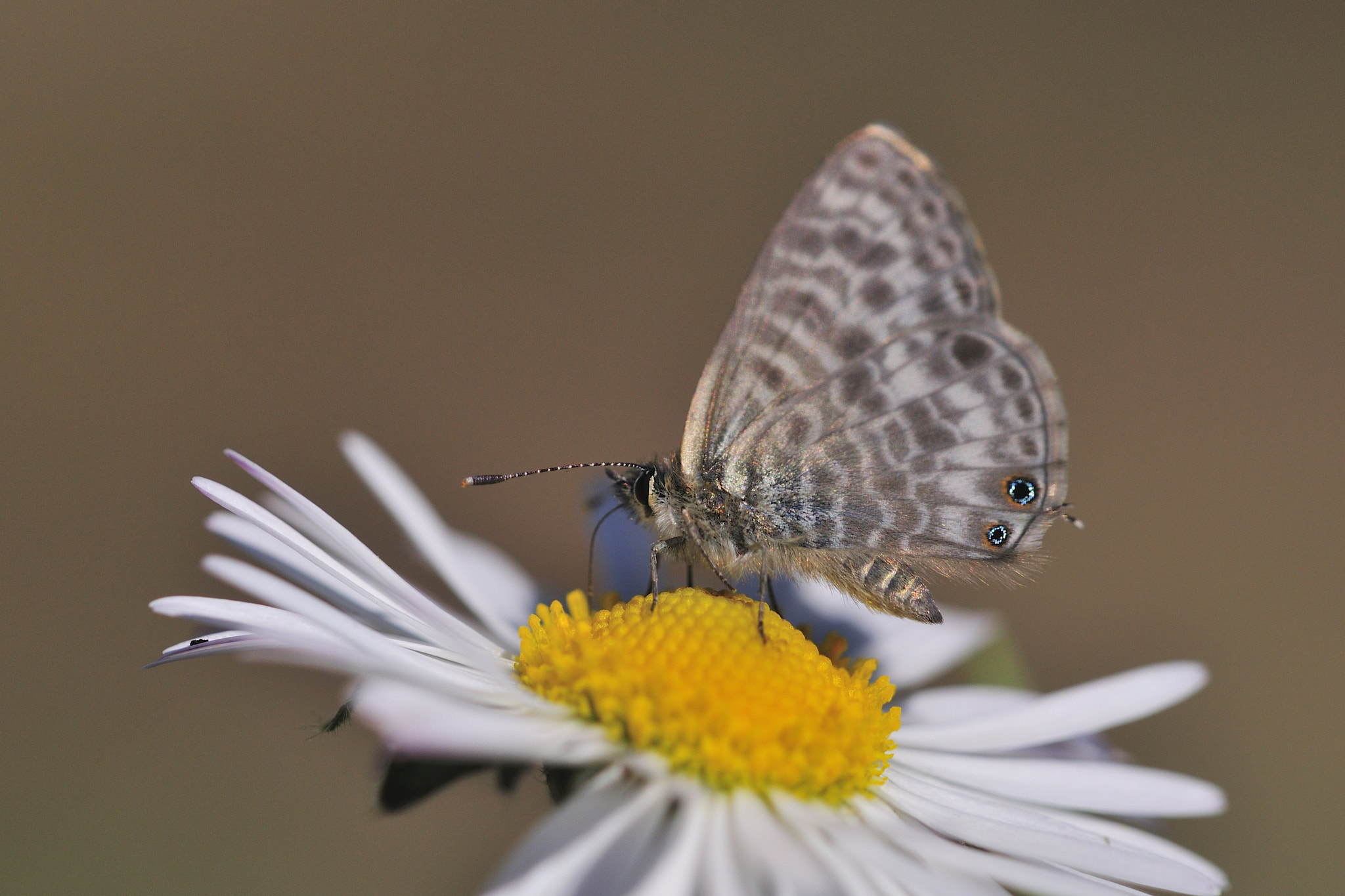 Sigma 150mm F2.8 EX DG Macro HSM sample photo. Kleiner wanderbläuling photography
