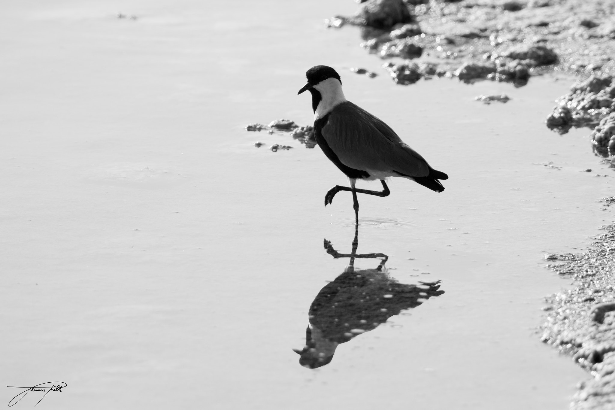 Canon EOS 60D + Canon EF 100-400mm F4.5-5.6L IS II USM sample photo. Spur-winged lapwing mirroring in water photography