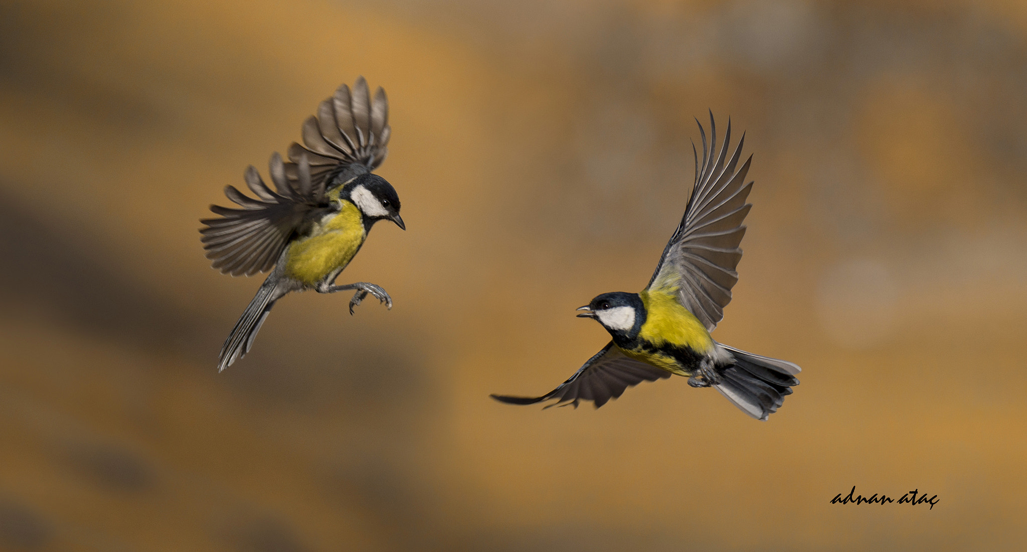 Sigma 150-600mm F5-6.3 DG OS HSM | S sample photo. Büyük baştankara - parus major - great tit photography
