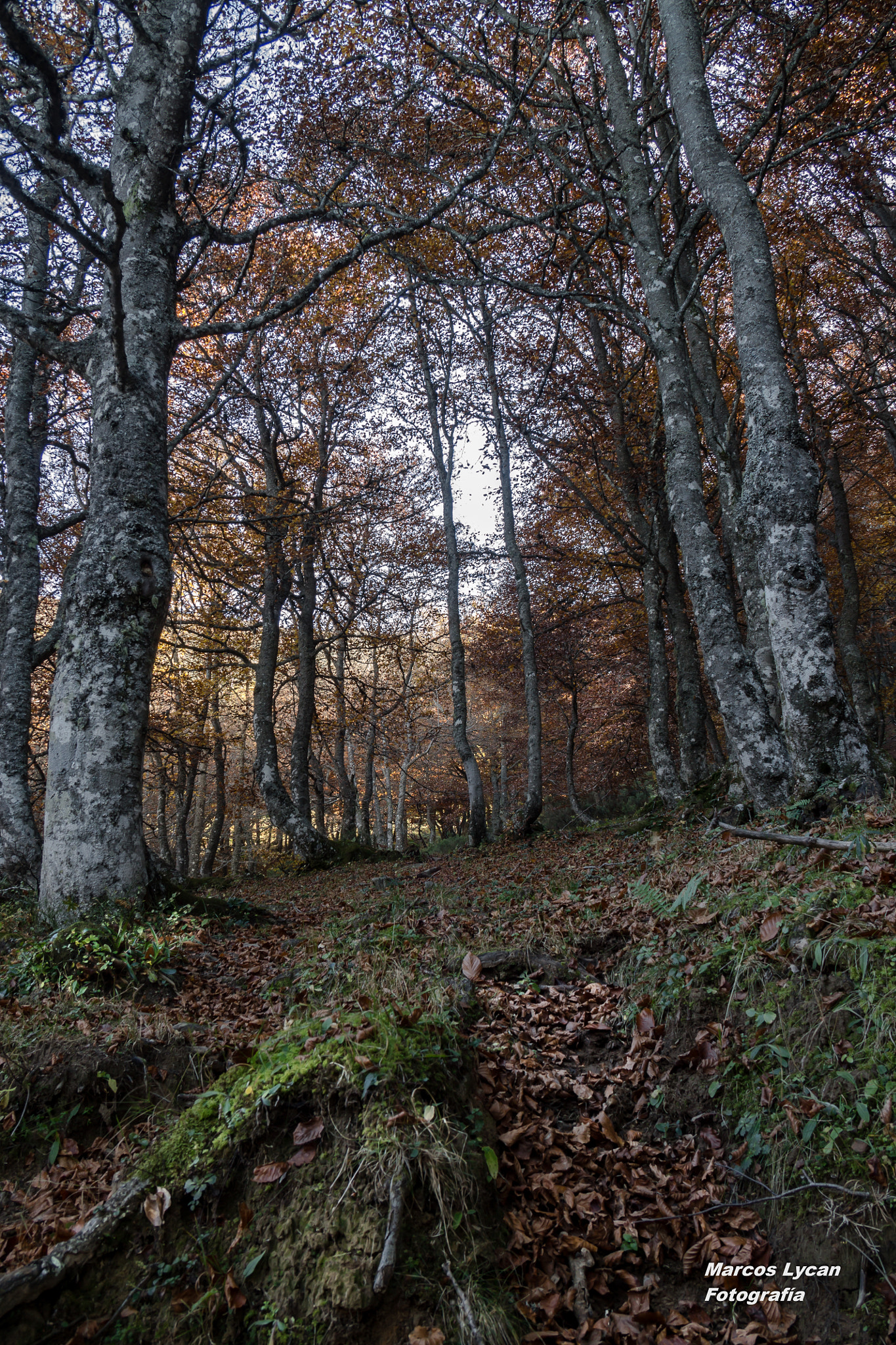 Sigma 18-125mm F3.8-5.6 DC OS HSM sample photo. Fayeu photography