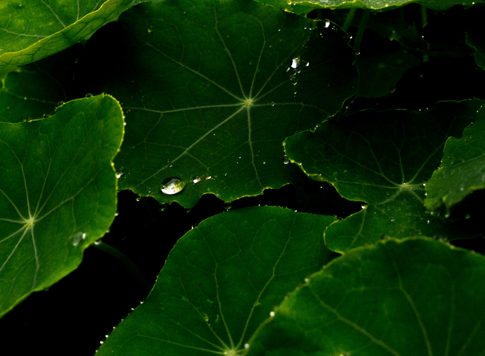 Canon EOS 650D (EOS Rebel T4i / EOS Kiss X6i) + Sigma 24-70mm F2.8 EX DG Macro sample photo. Raindrops photography