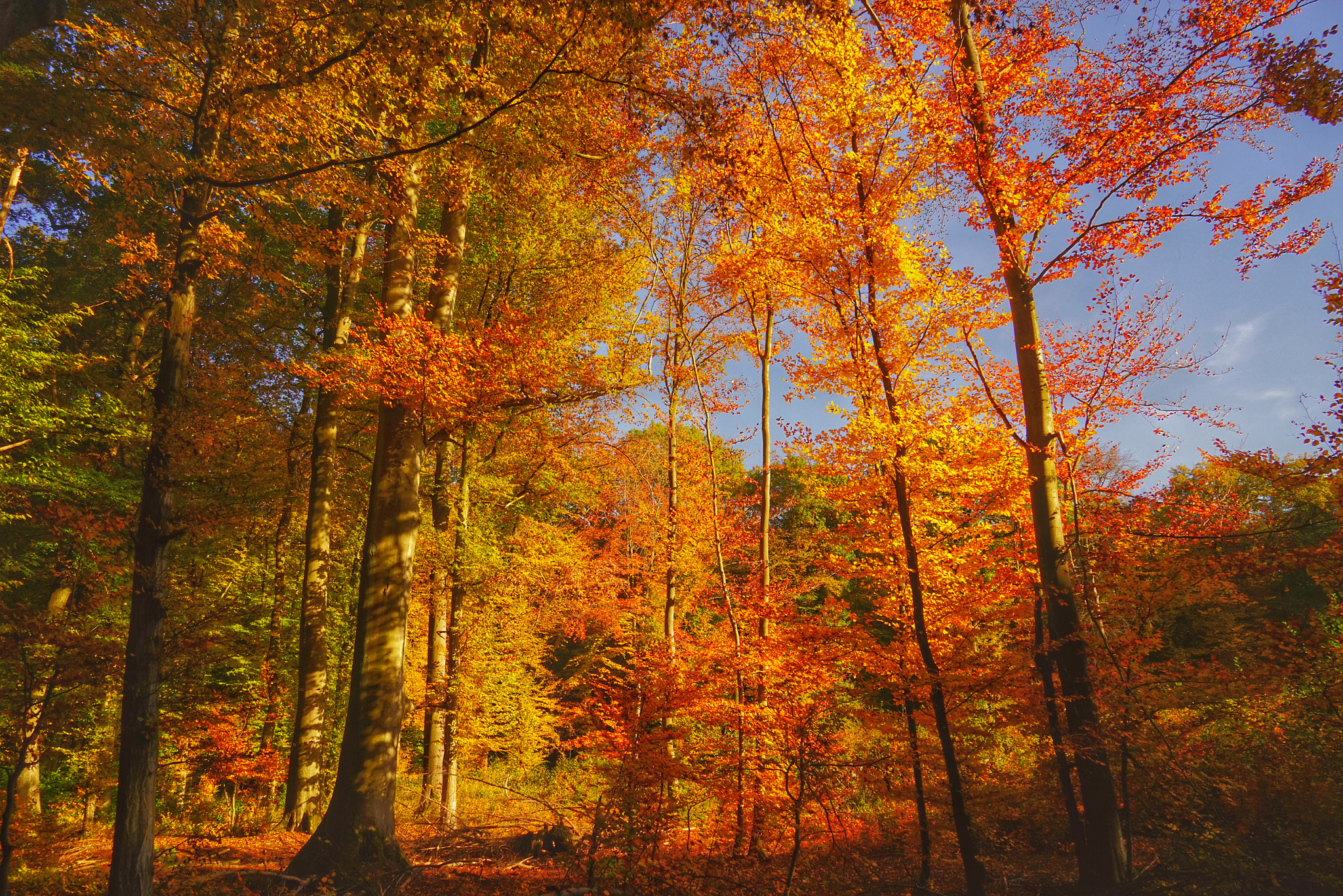 Sony a7R + Sony Vario Tessar T* FE 24-70mm F4 ZA OSS sample photo. Indian summer photography