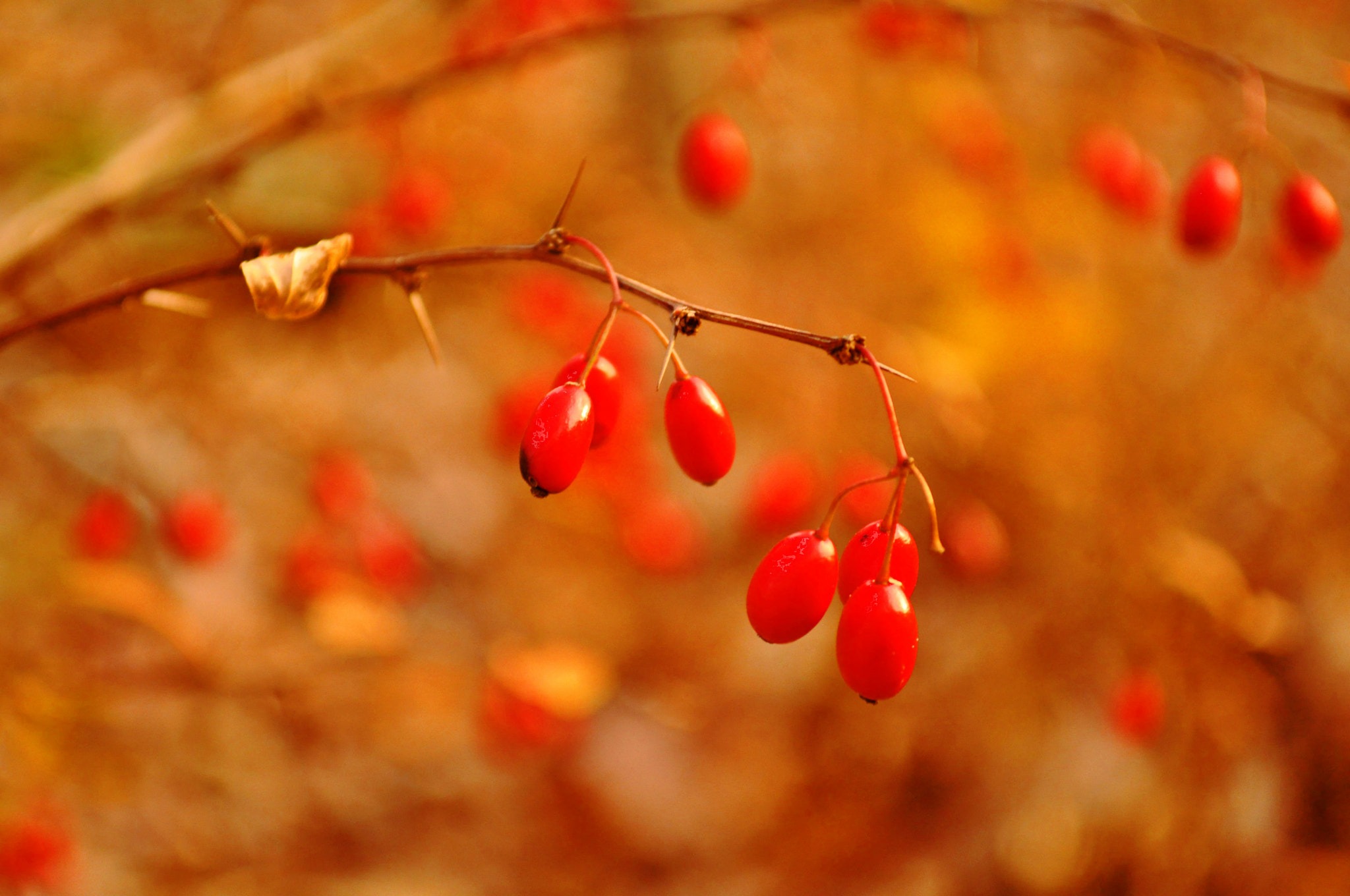 Blazing Red