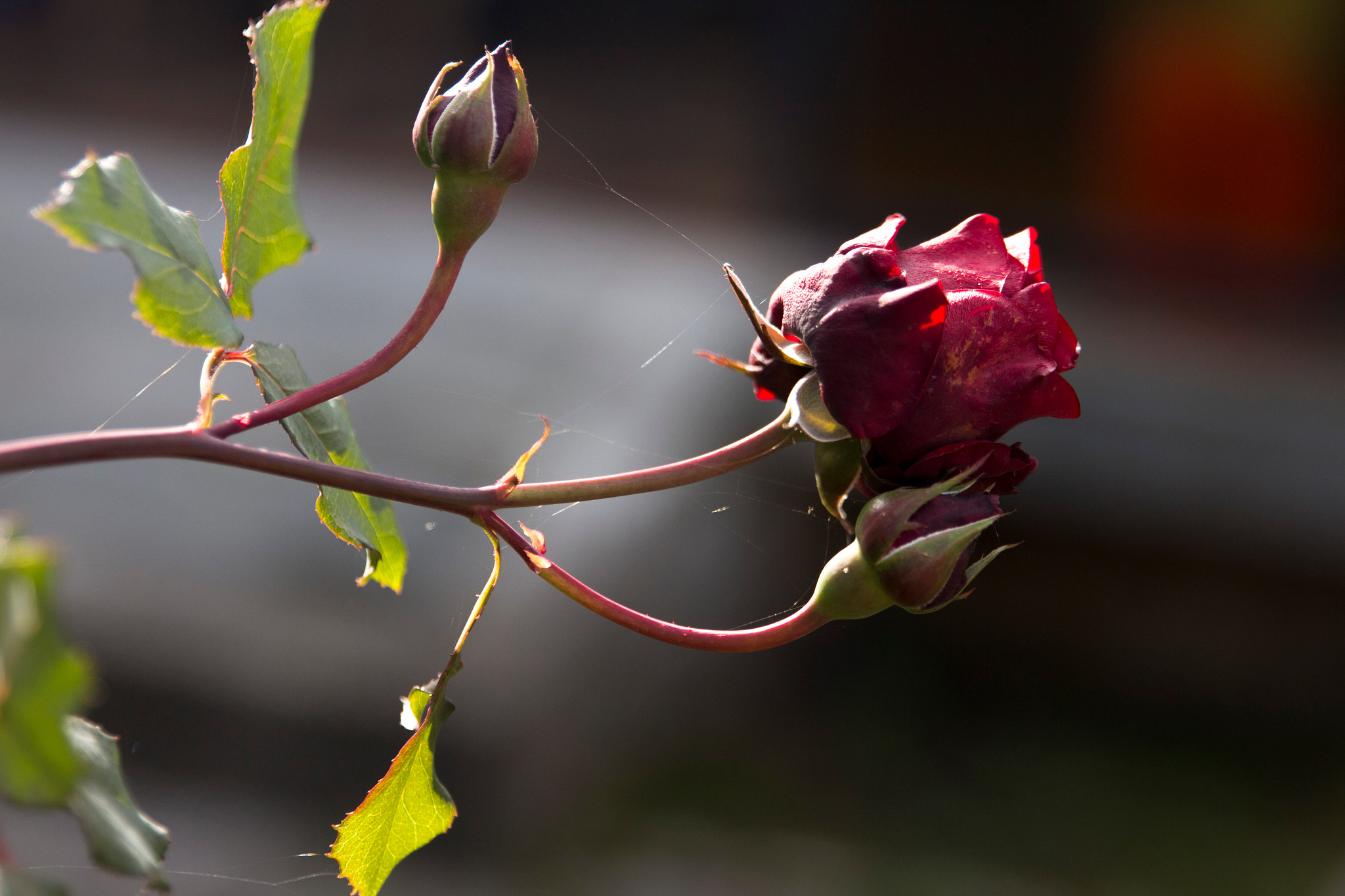 Canon EOS 650D (EOS Rebel T4i / EOS Kiss X6i) + Sigma 24-70mm F2.8 EX DG Macro sample photo. Rose in the garden photography