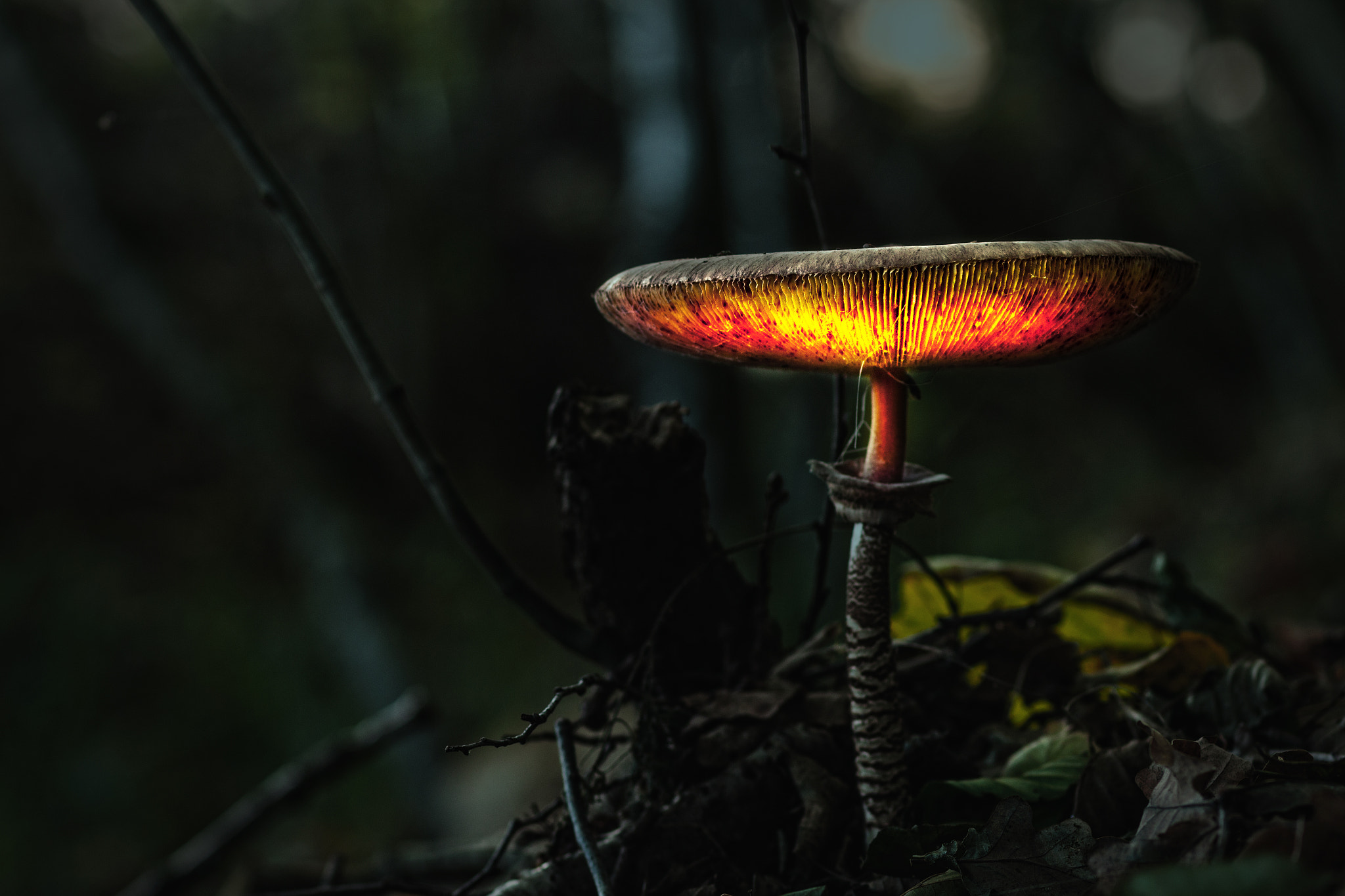 Canon EF 100mm F2.0 USM sample photo. Mystic glow - hdr photography