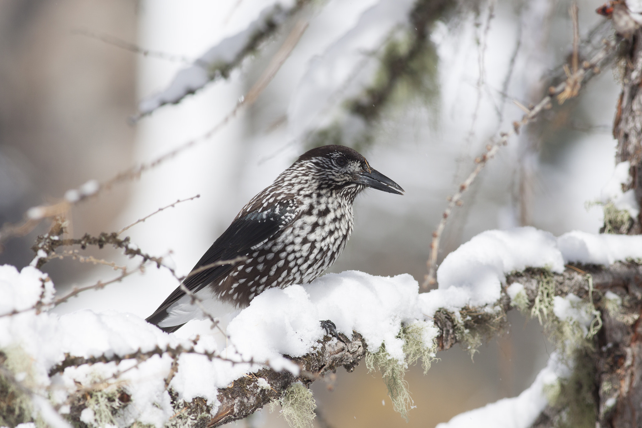 Canon EOS 50D sample photo. Bird on a branch photography