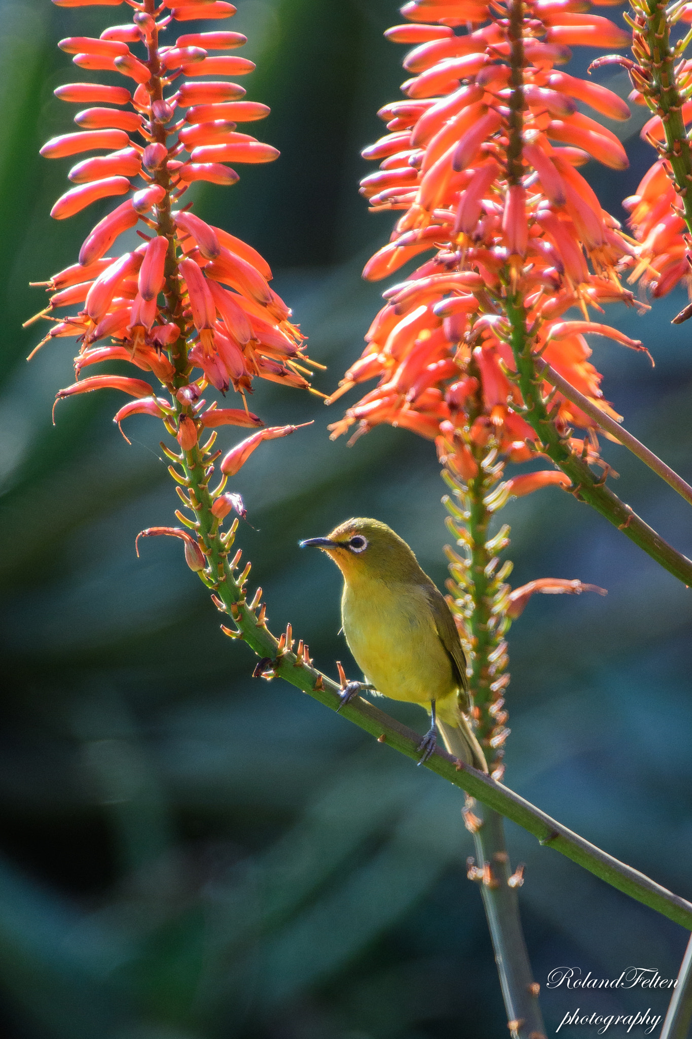 Nikon AF-S Nikkor 200-400mm F4G ED-IF VR sample photo. Cape white-eye photography