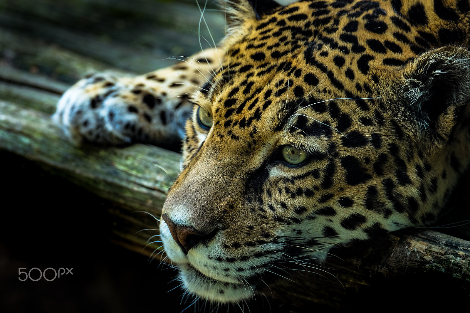 Fujifilm XF 100-400mm F4.5-5.6 R LM OIS WR sample photo. Akron zoo jaguar photography