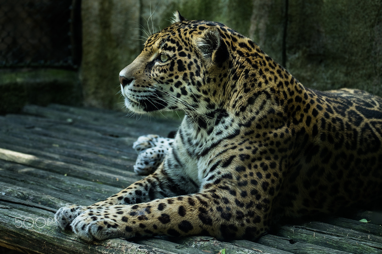 Fujifilm XF 100-400mm F4.5-5.6 R LM OIS WR sample photo. Akron zoo jaguar photography